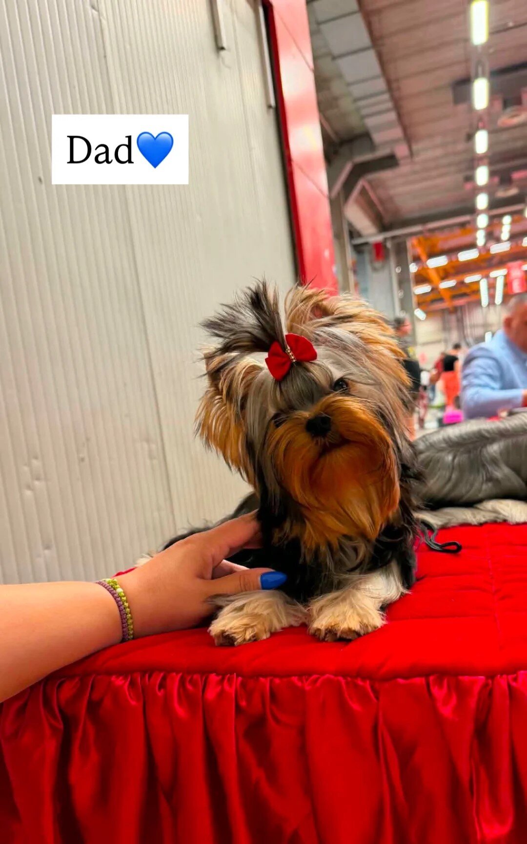 Beautiful Yorkshire Terrier Puppies-Boy & Girl image 3