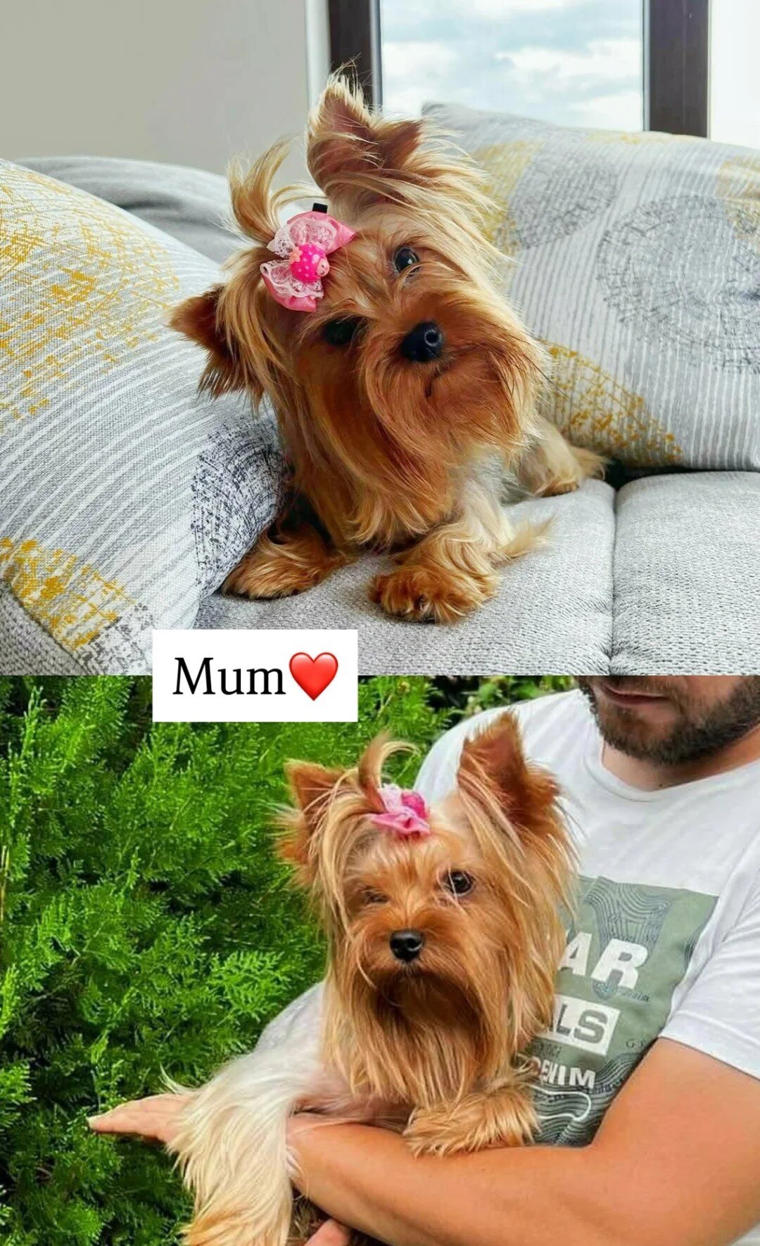 Beautiful Yorkshire Terrier Puppies-Boy & Girl image 4