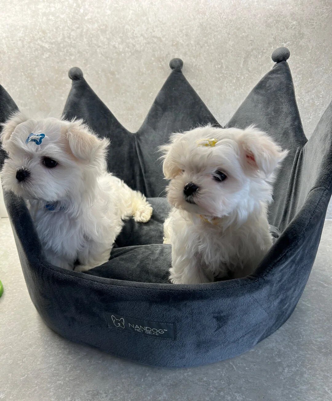 Reg Korean Maltese Male Puppy Ready now image 1