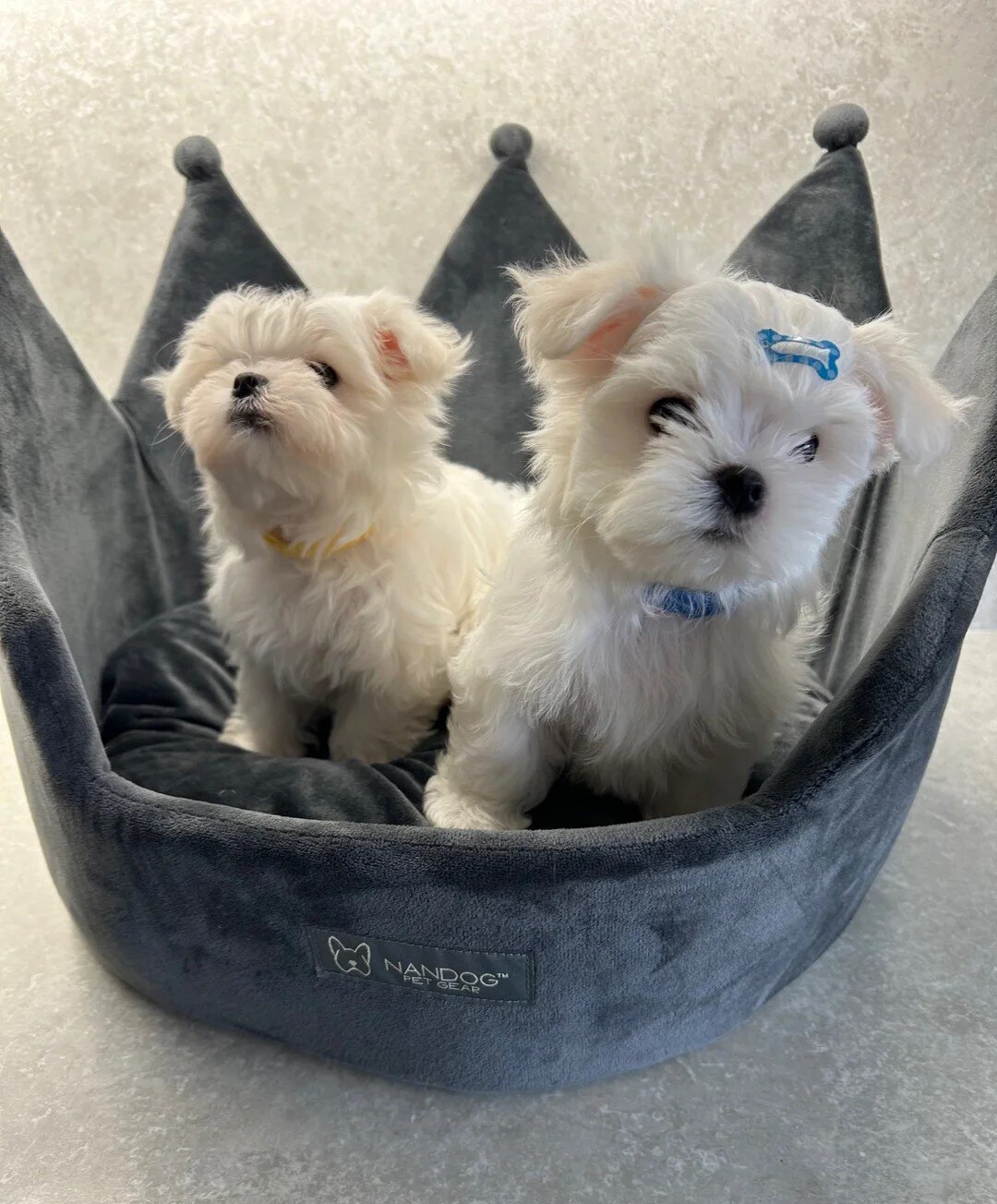 Reg Korean Maltese Male Puppy Ready now image 2