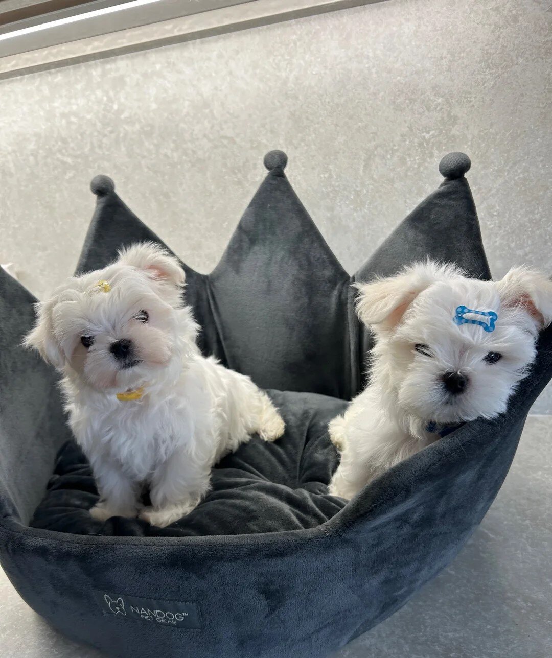 Reg Korean Maltese Male Puppy Ready now image 3