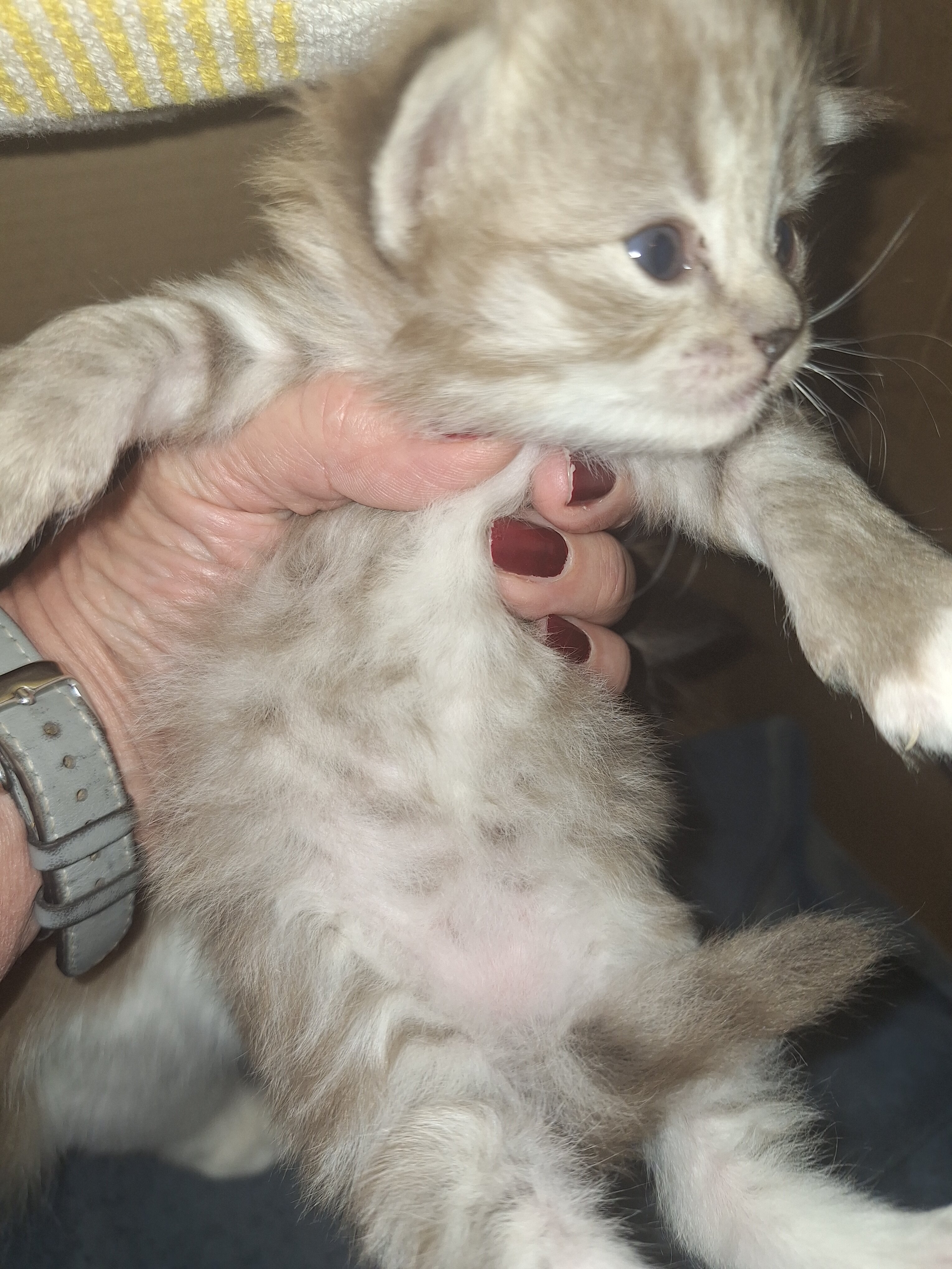 Registered Ragdoll Kittens image 7