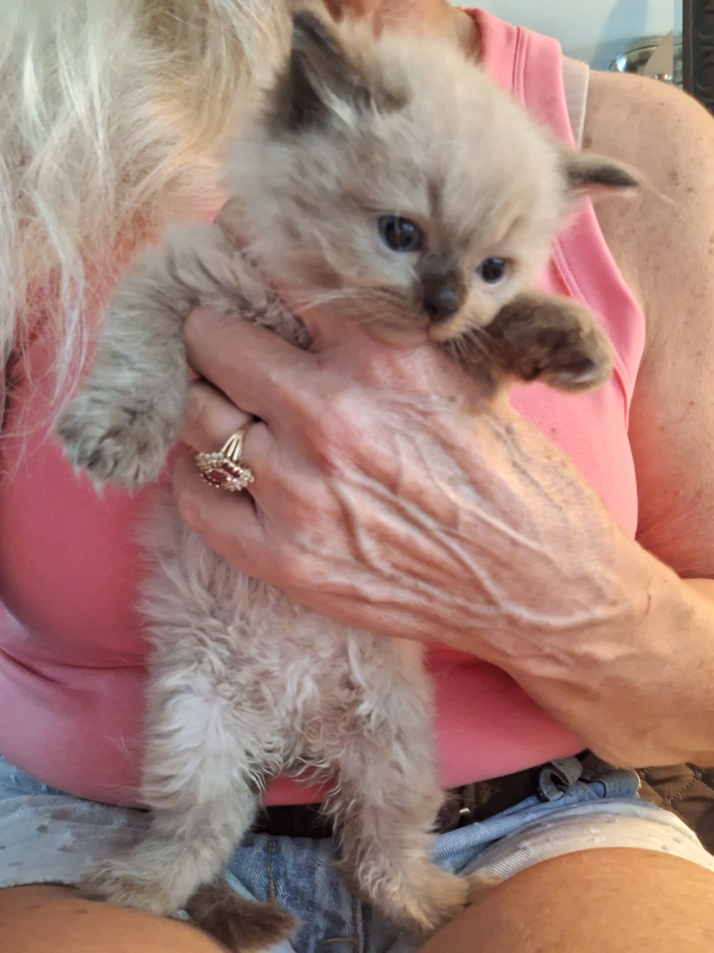 Registered Ragdoll Kittens image 2