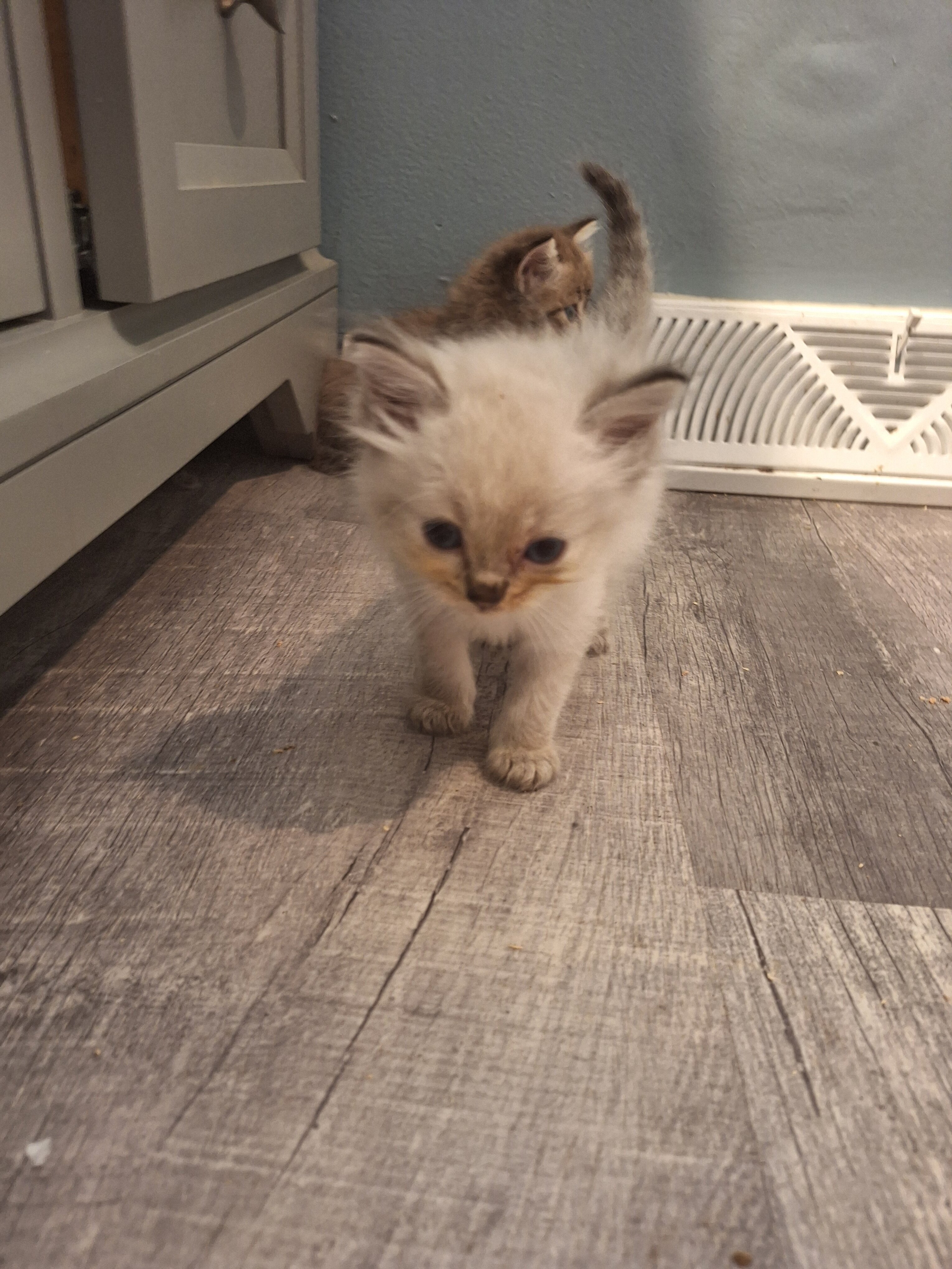 Registered Ragdoll Kittens image 3