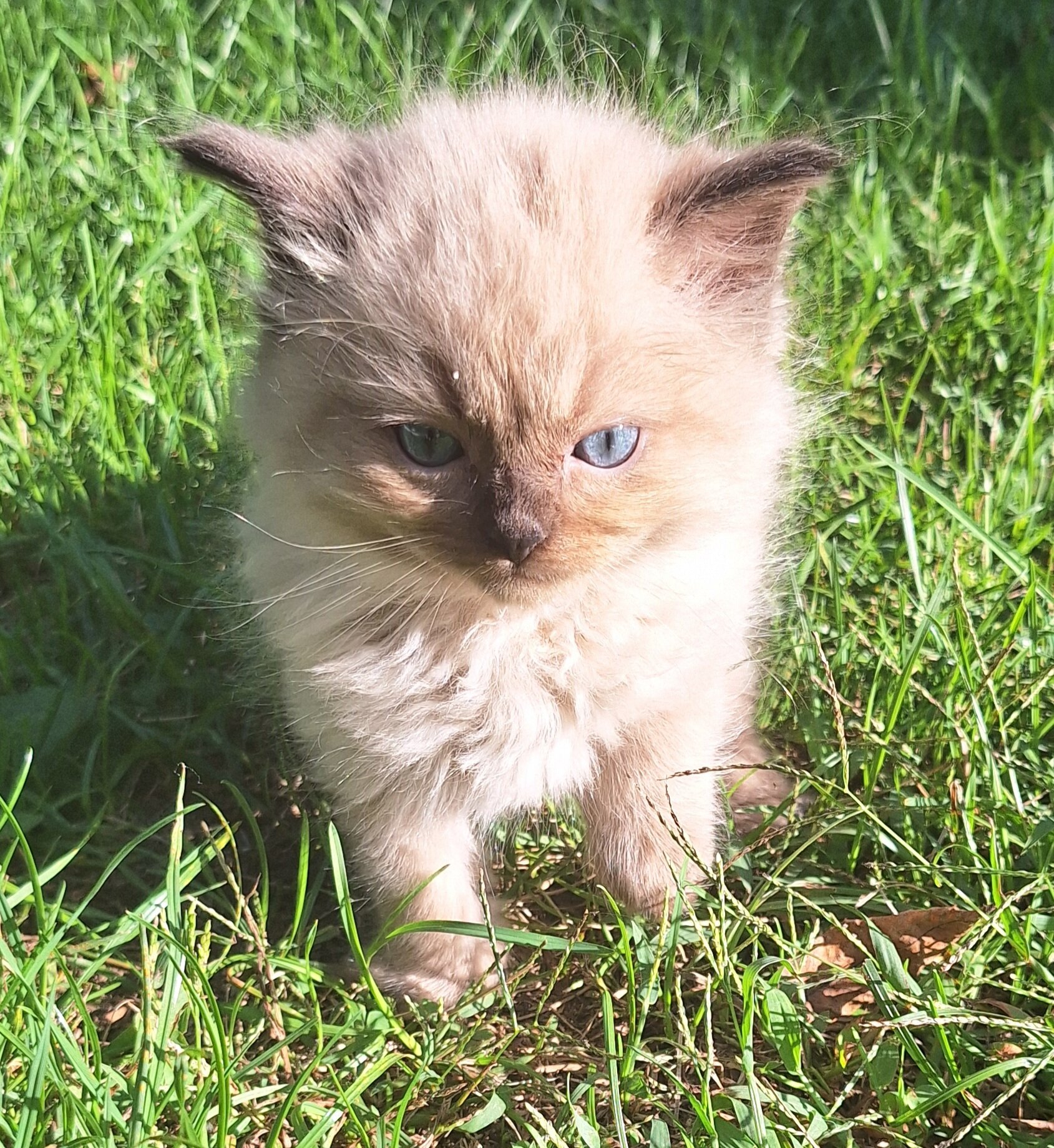 Registered Ragdoll Kittens image 4