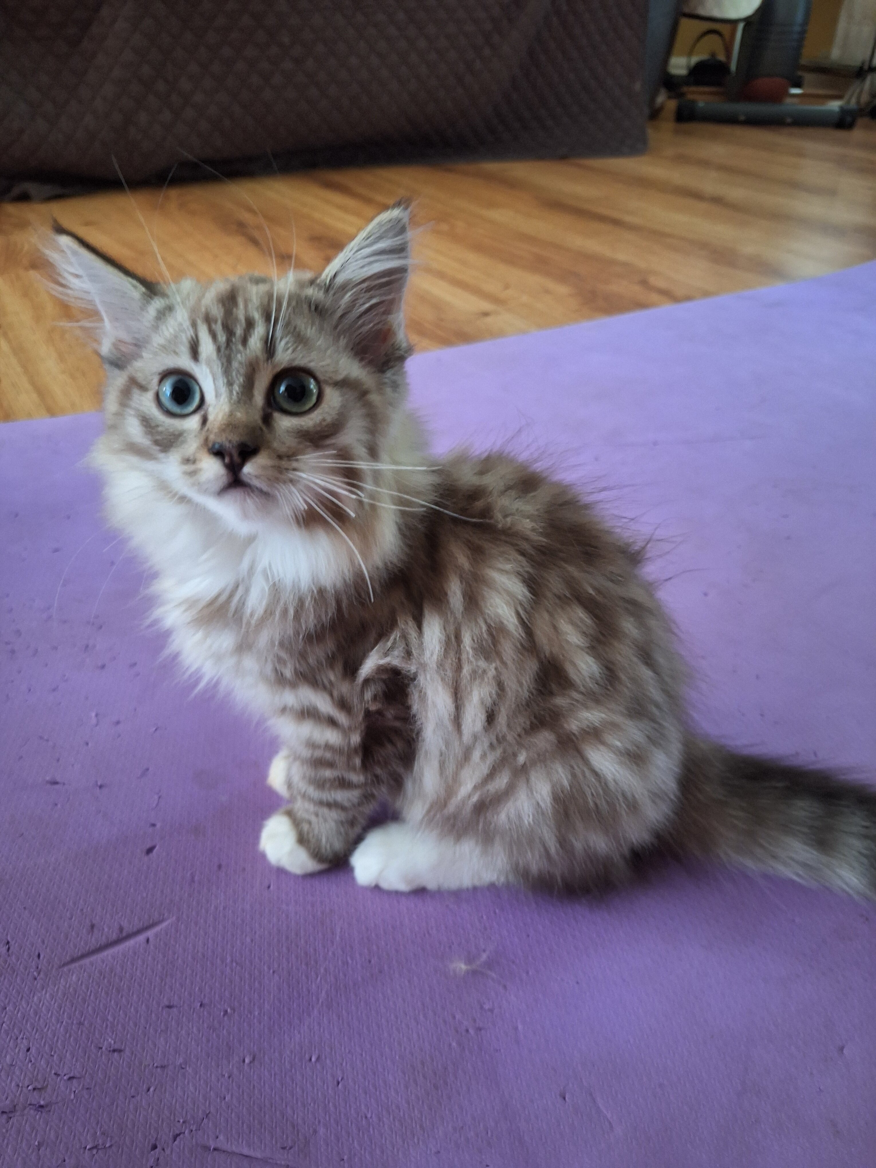 Registered Ragdoll Kittens image 5