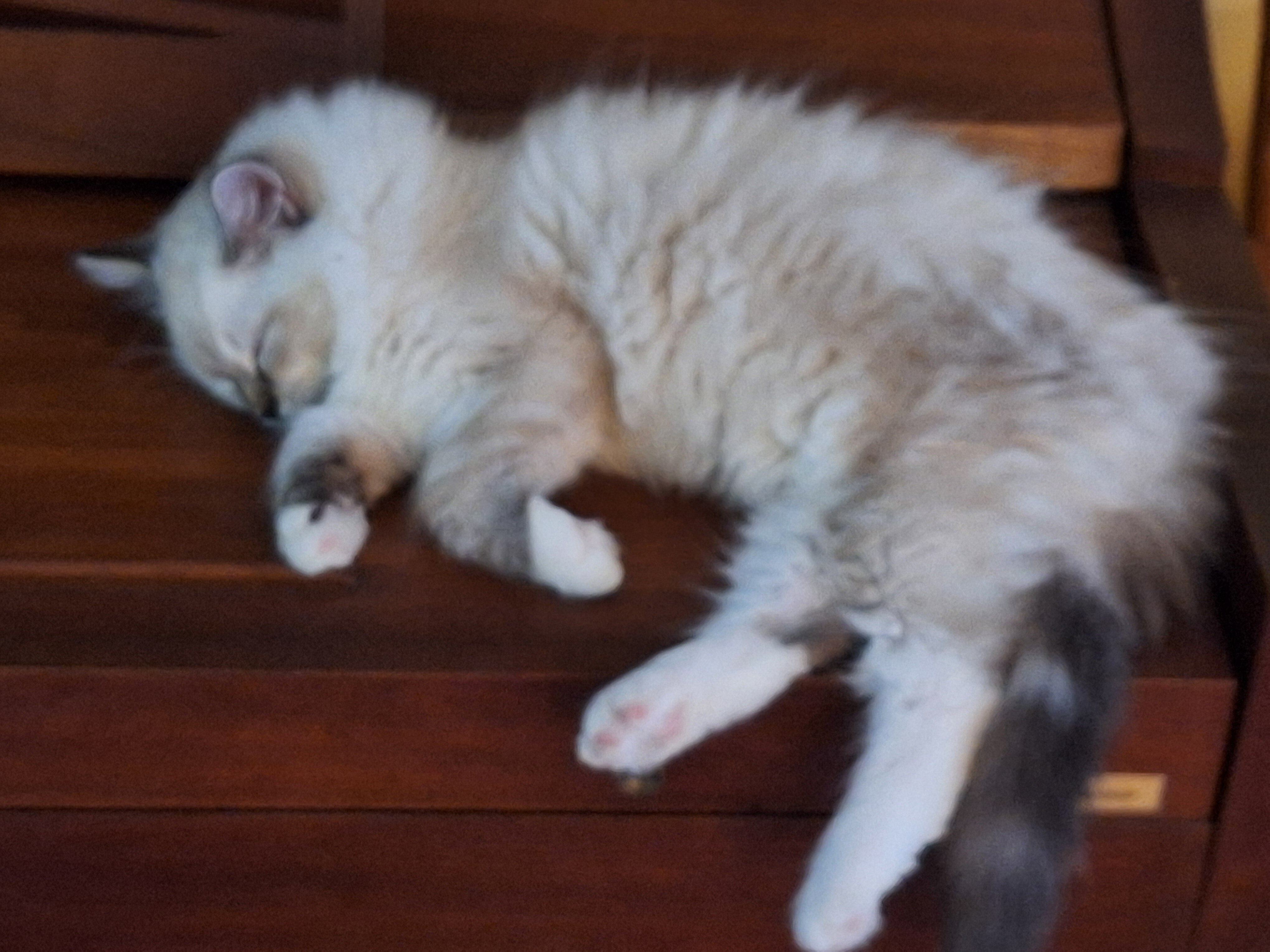 Registered Ragdoll Kittens image 6