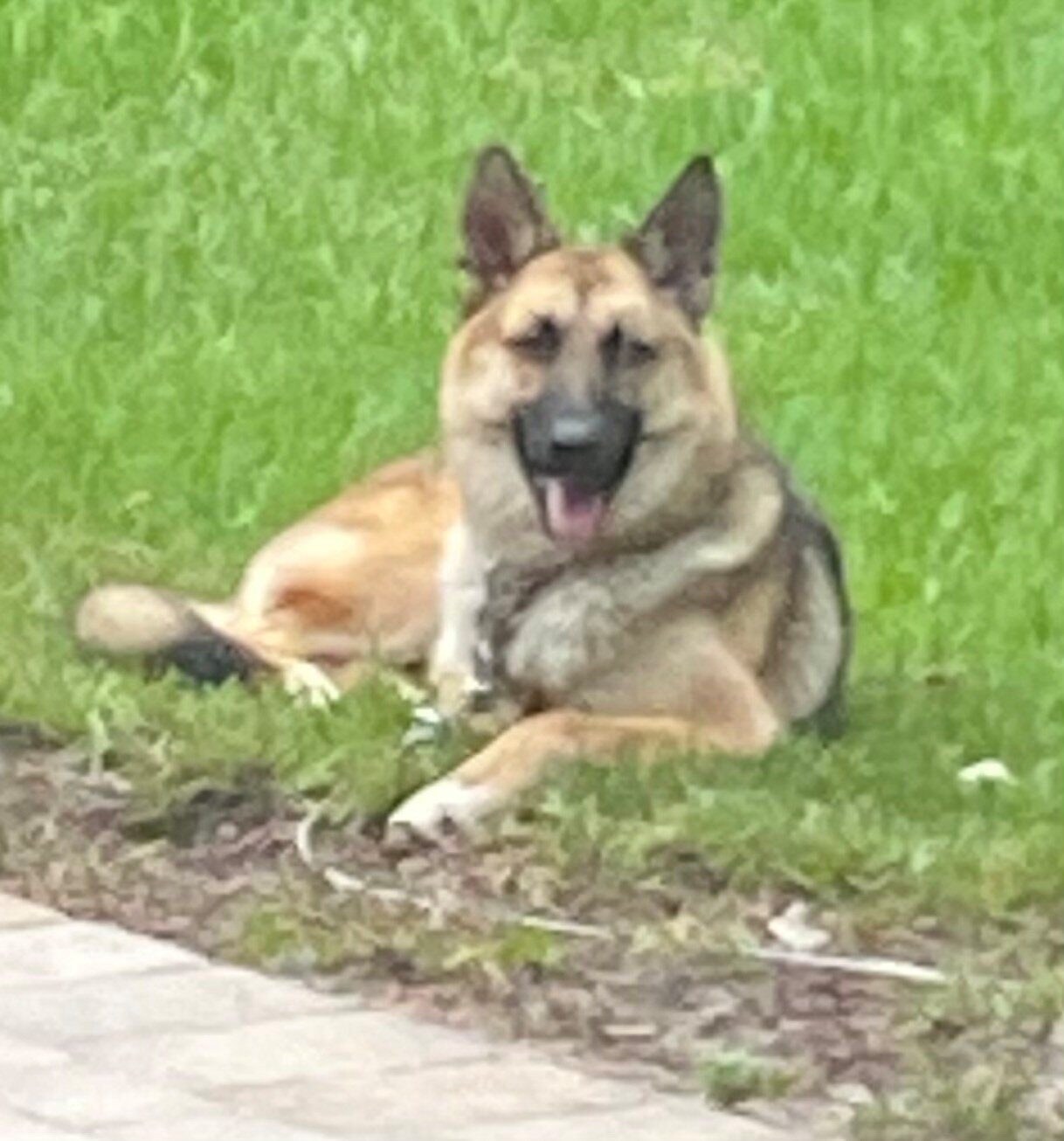 full bred female fixed German Shepard dog image 1