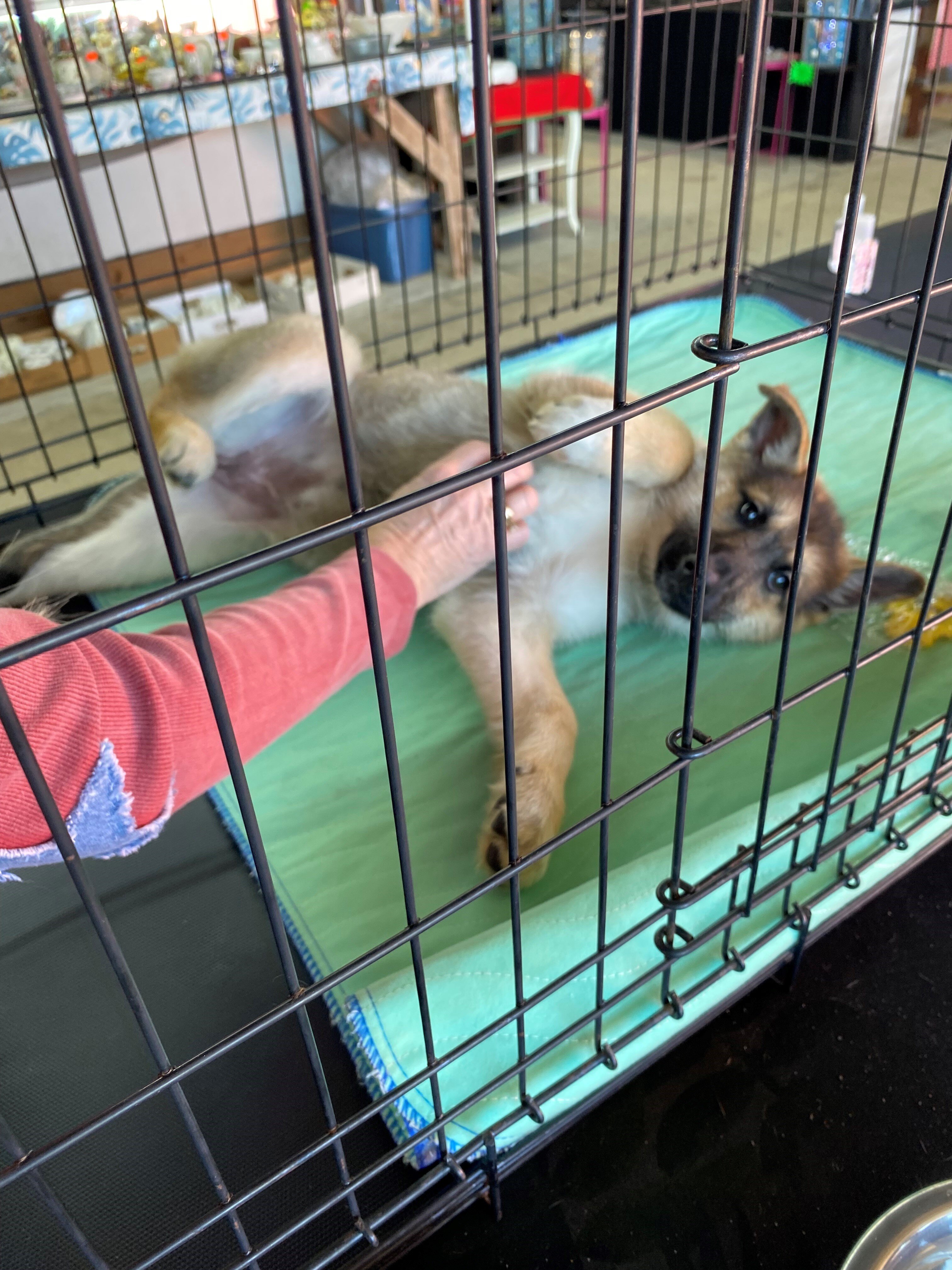 full bred female fixed German Shepard dog image 2