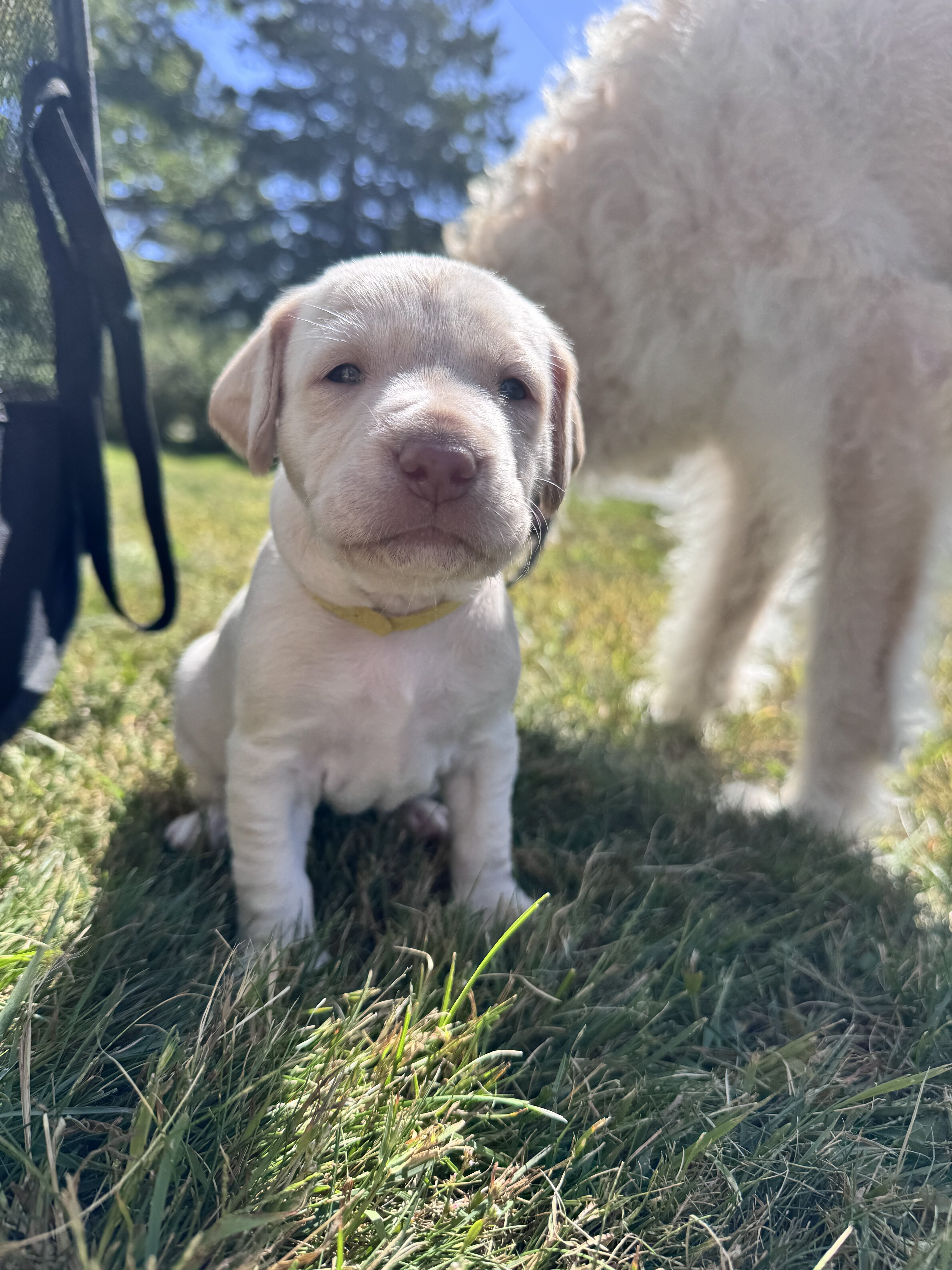 Labradoodle puppies image 1