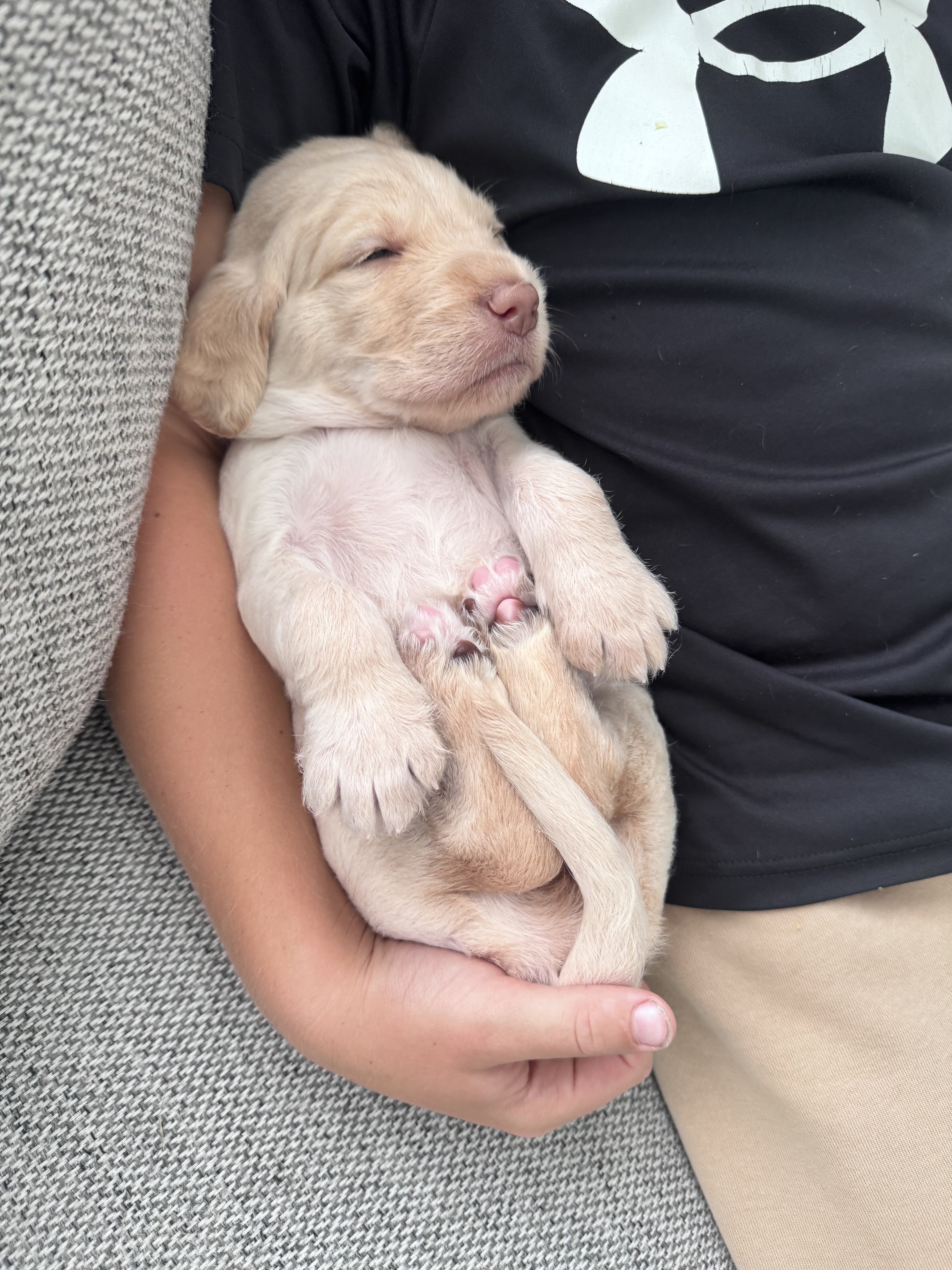 Labradoodle puppies image 3