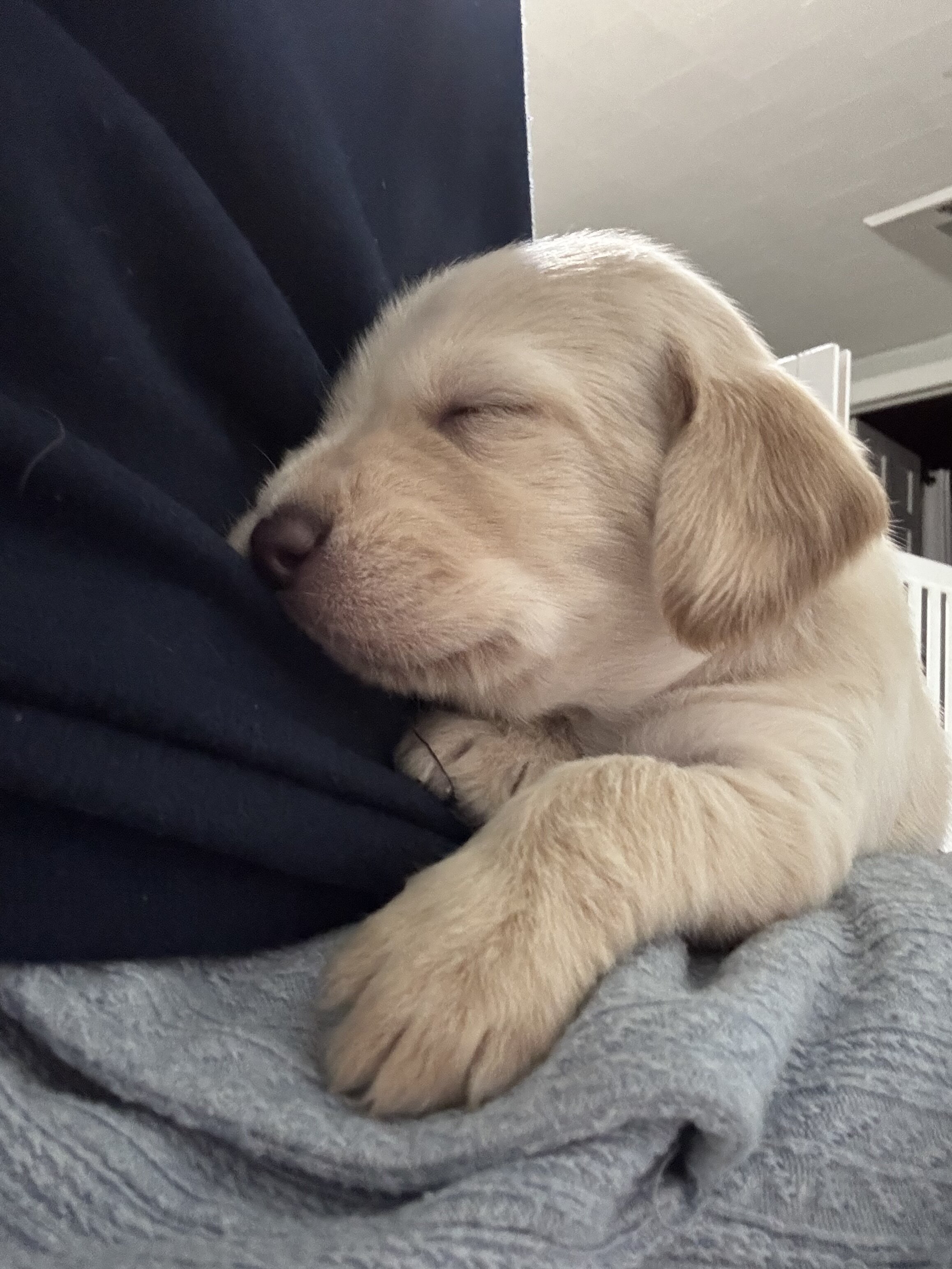 Labradoodle puppies image 2