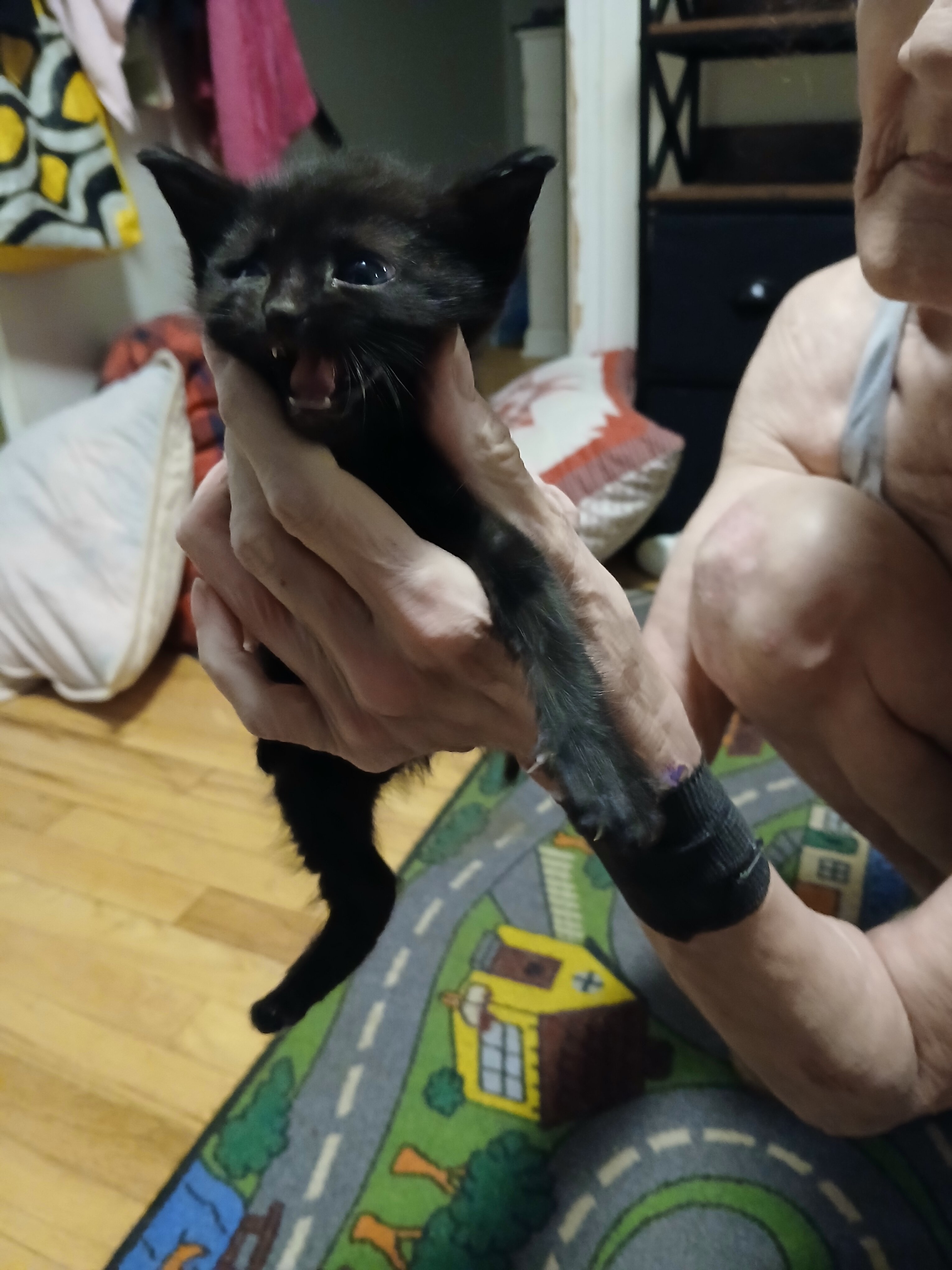 Kittens image 1