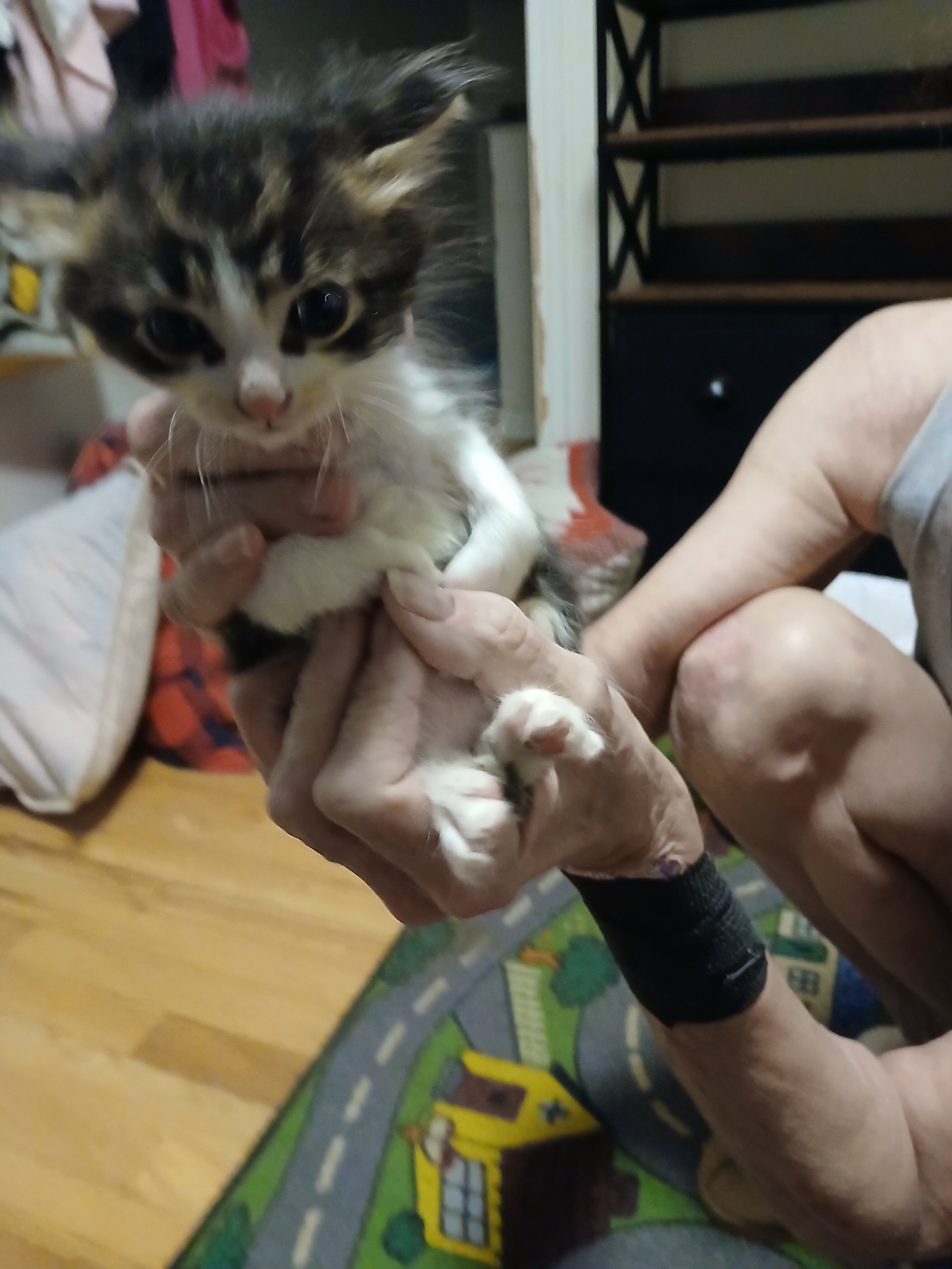 Kittens image 2
