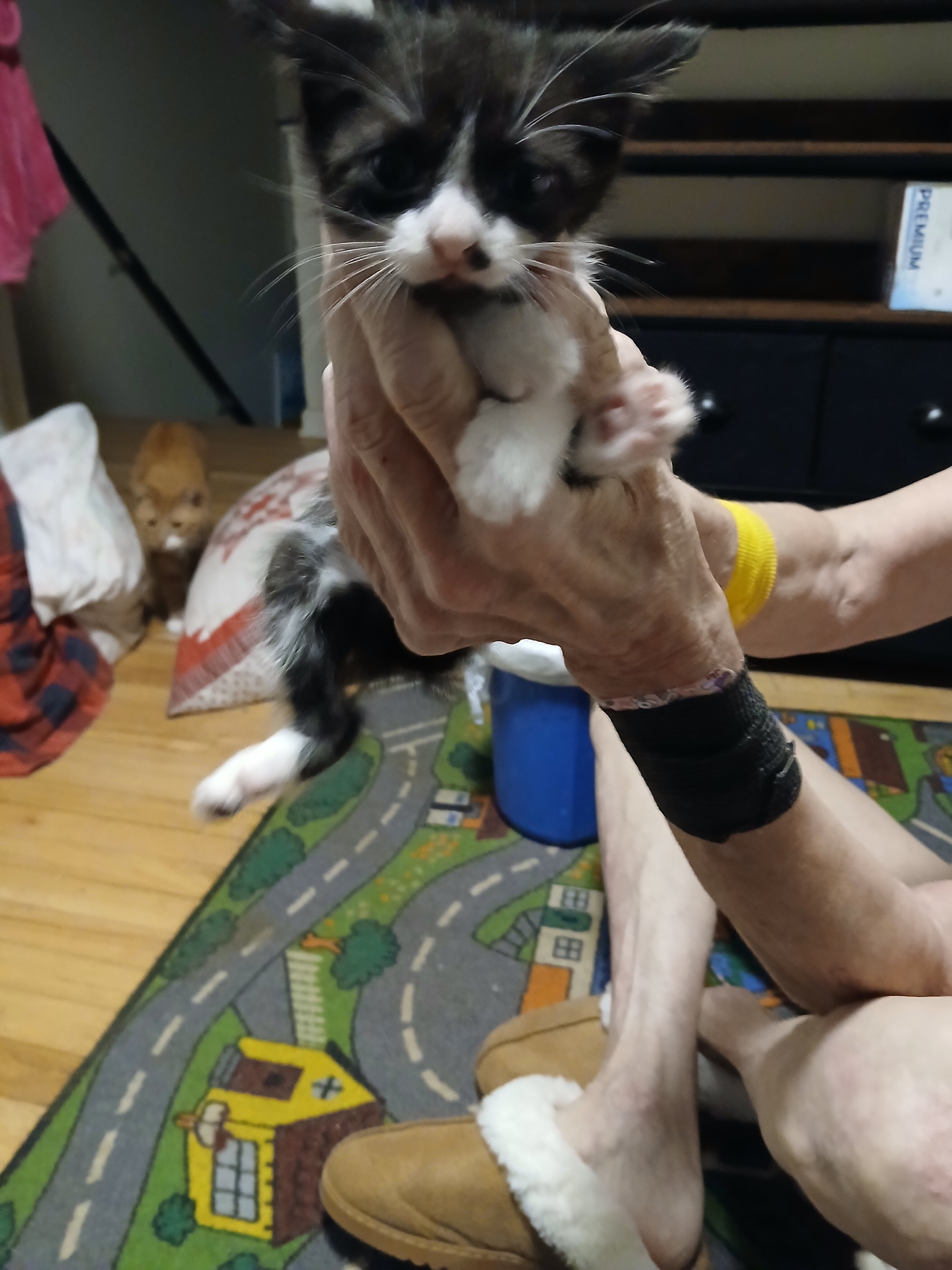 Kittens image 3