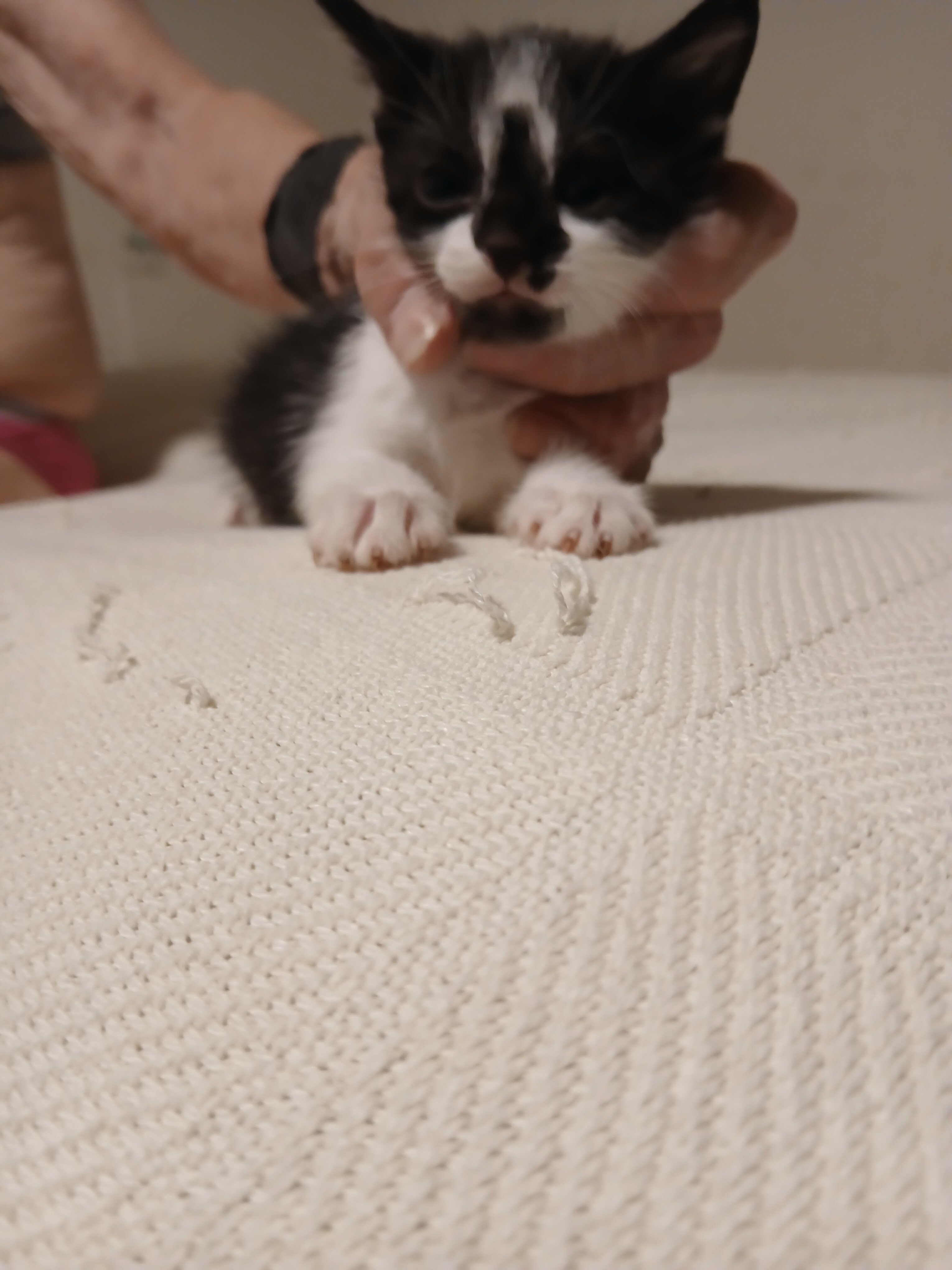 Kittens image 4