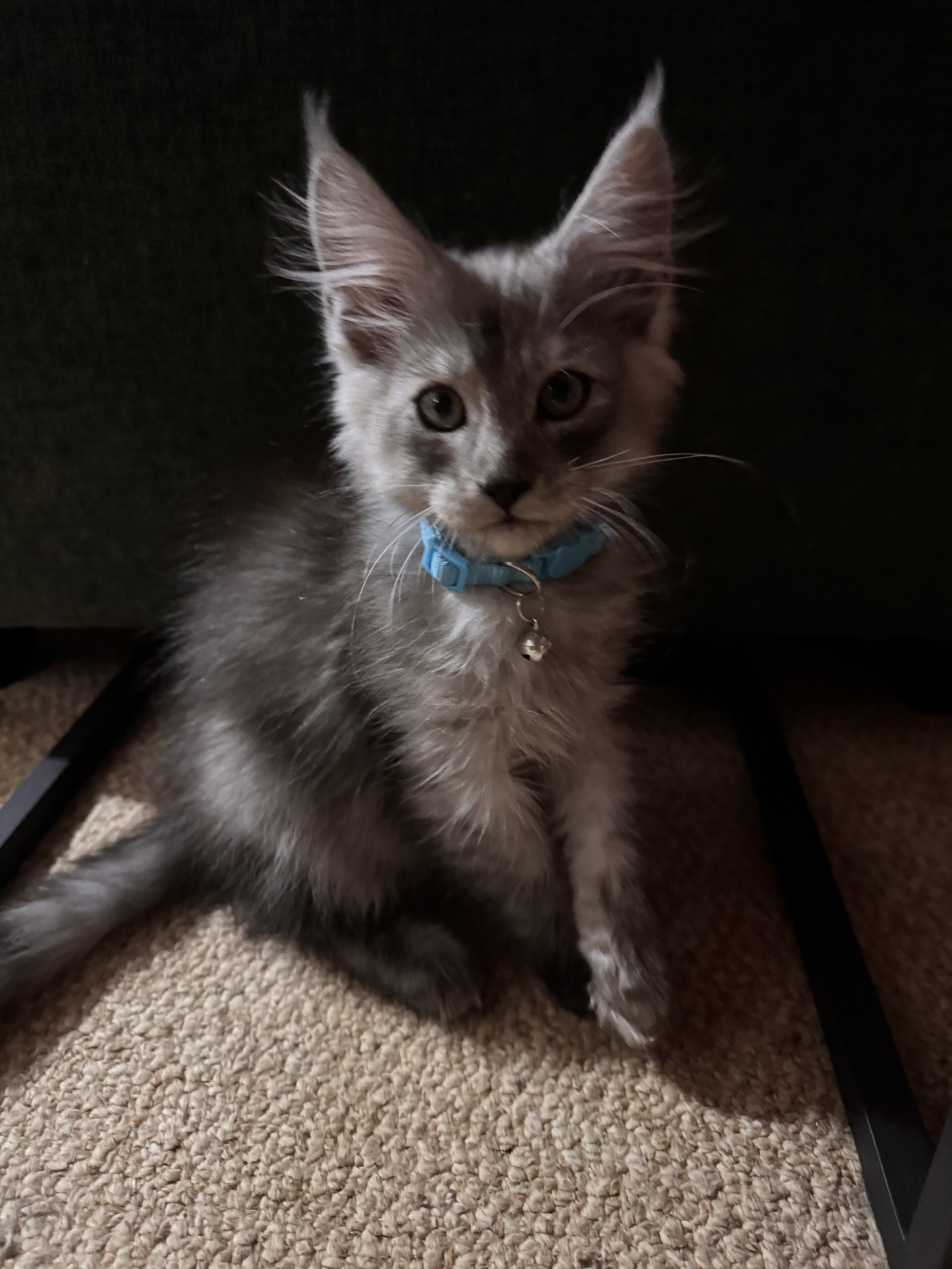 ACFA Certified Maine Coon Kittens image 4