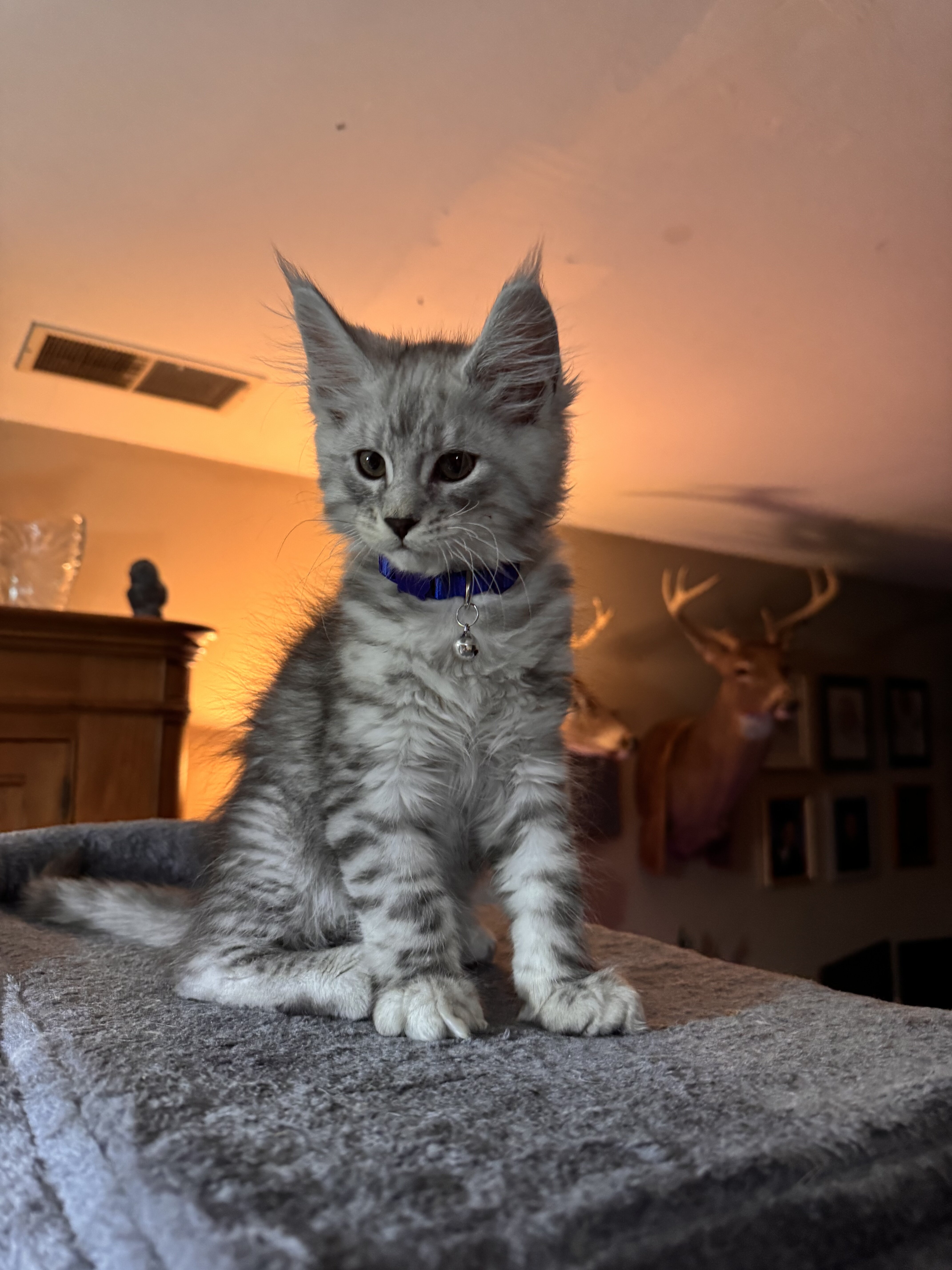 ACFA Certified Maine Coon Kittens image 3