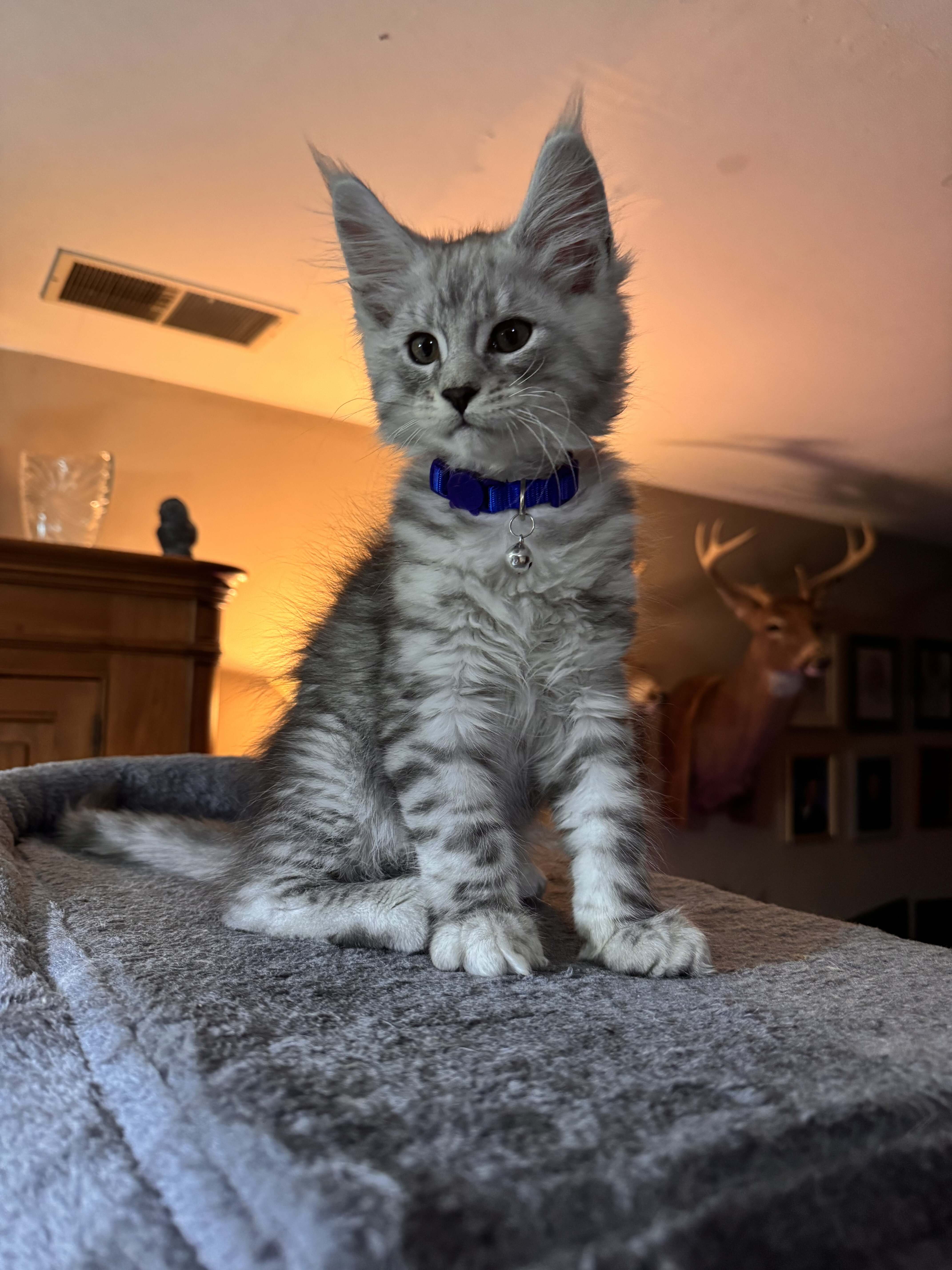 ACFA Certified Maine Coon Kittens image 1