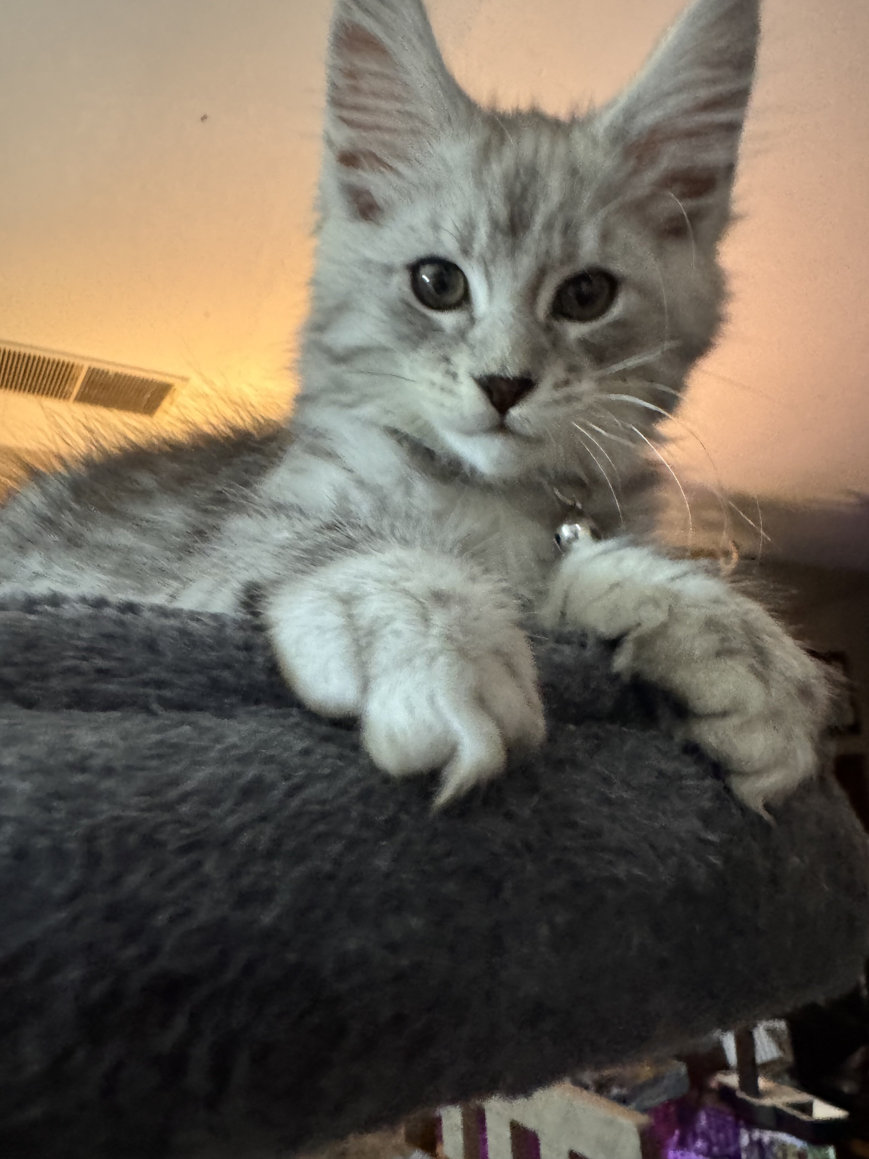 ACFA Certified Maine Coon Kittens image 2