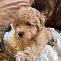 AKC TOY POODLE image 1