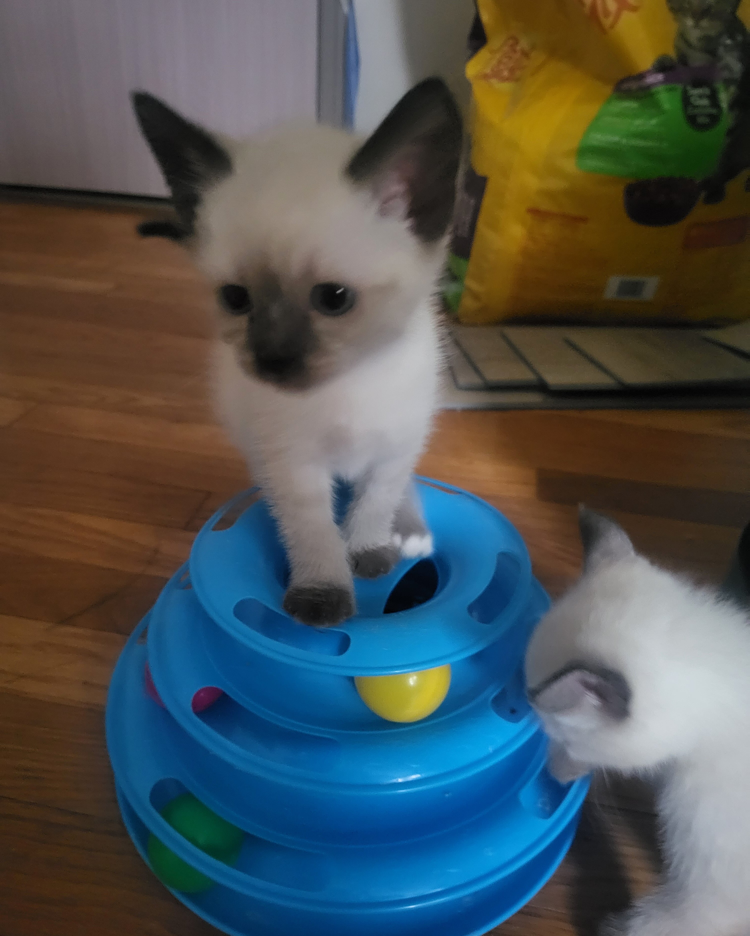 Beautiful Siamese Kittens – Available in December image 3