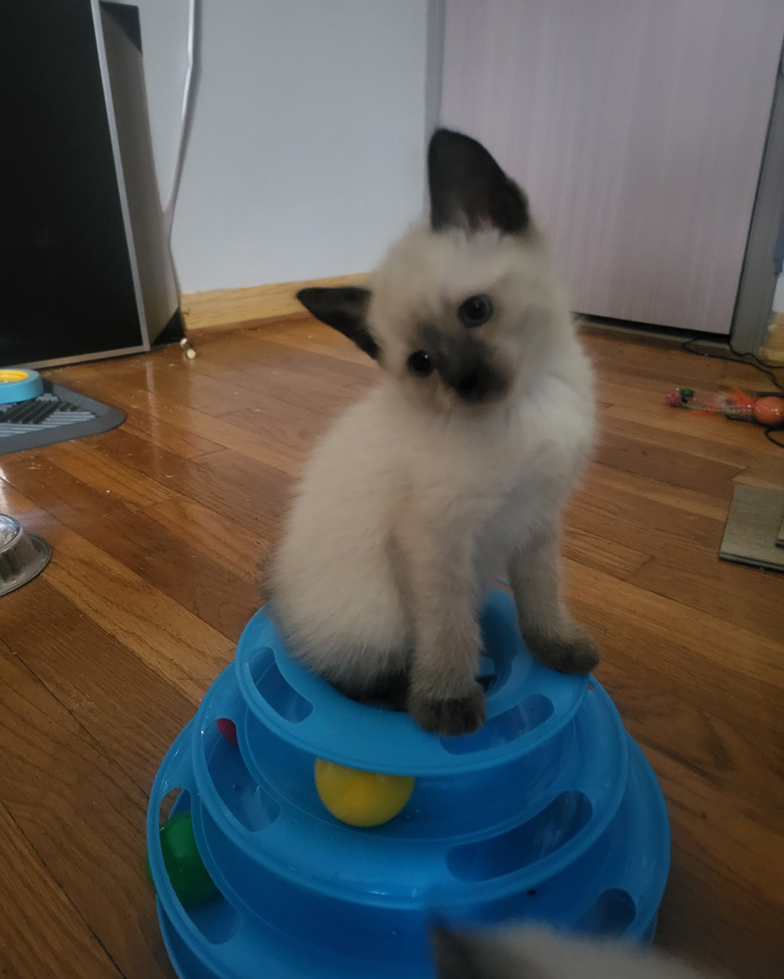 Beautiful Siamese Kittens – Available in December image 1