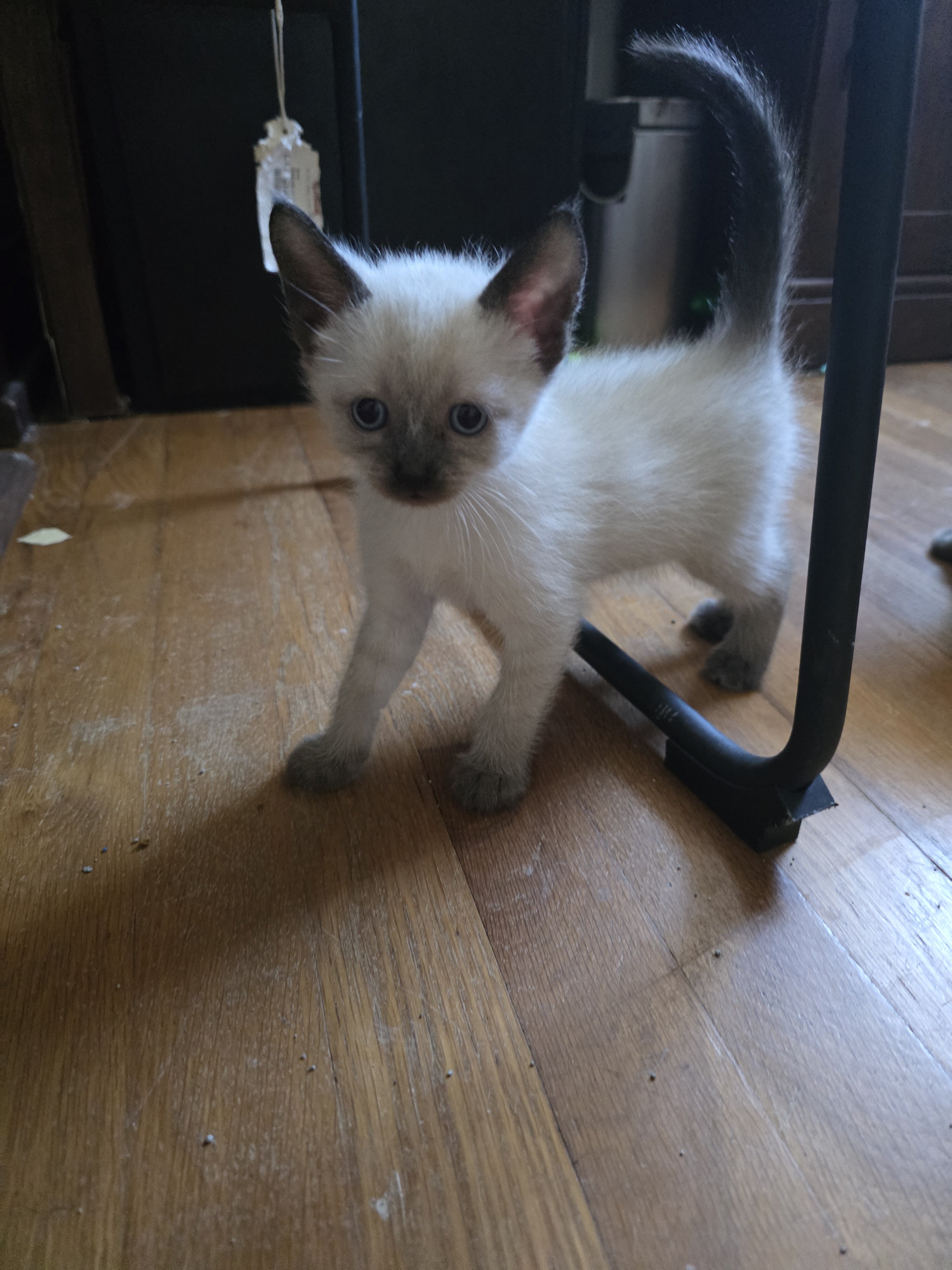 Beautiful Siamese Kittens – Available in December image 2