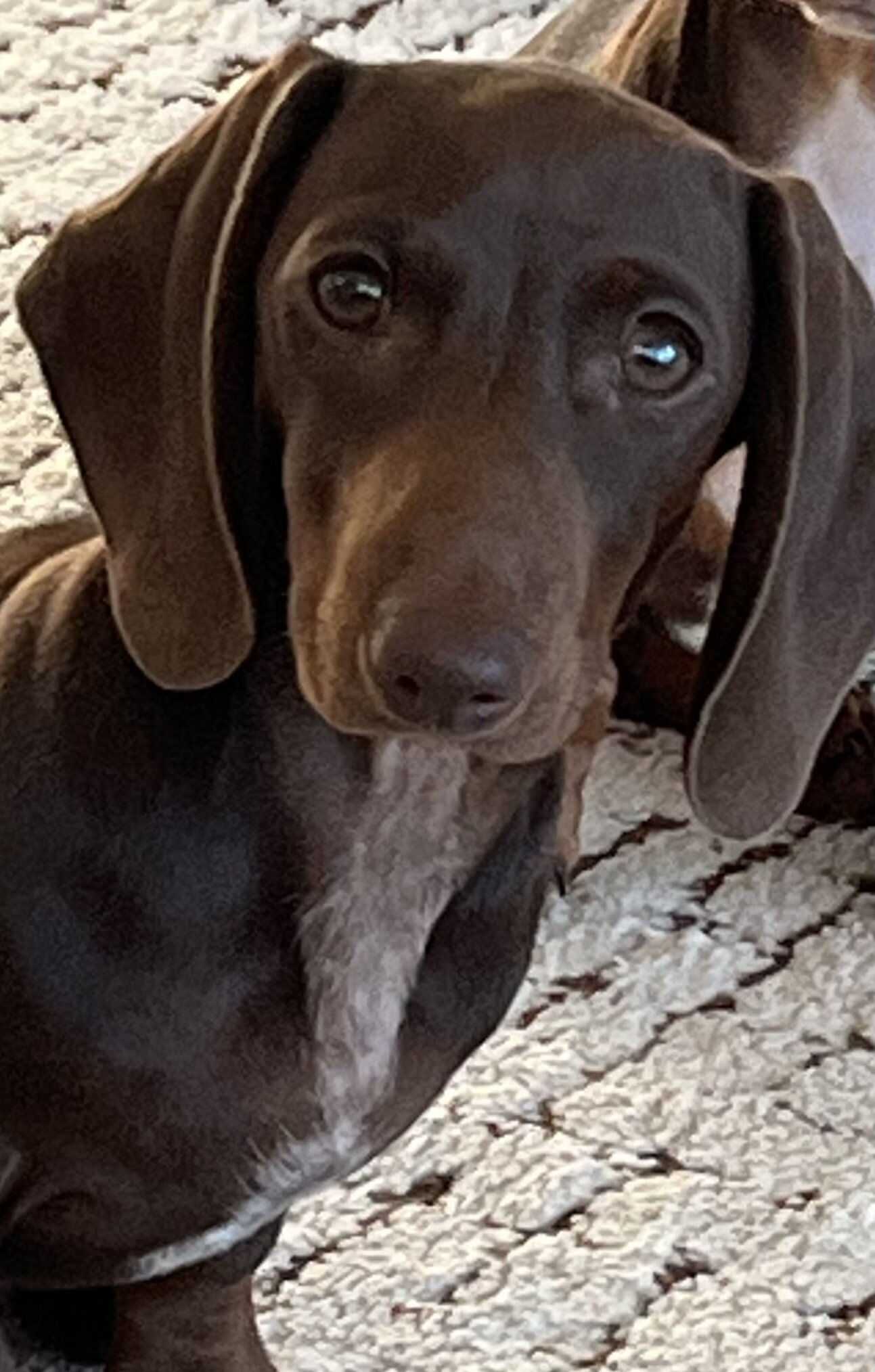 Chocolate Mini Dachshund image 1