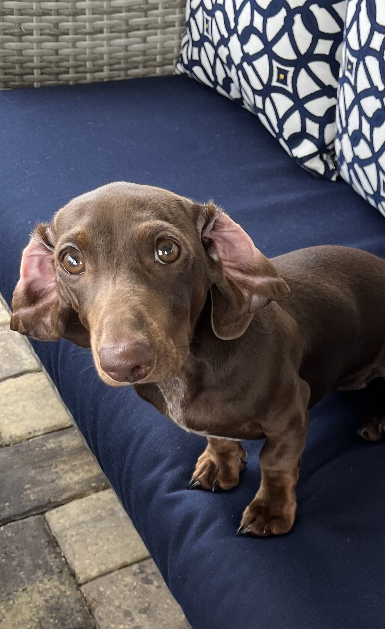 Chocolate Mini Dachshund image 2