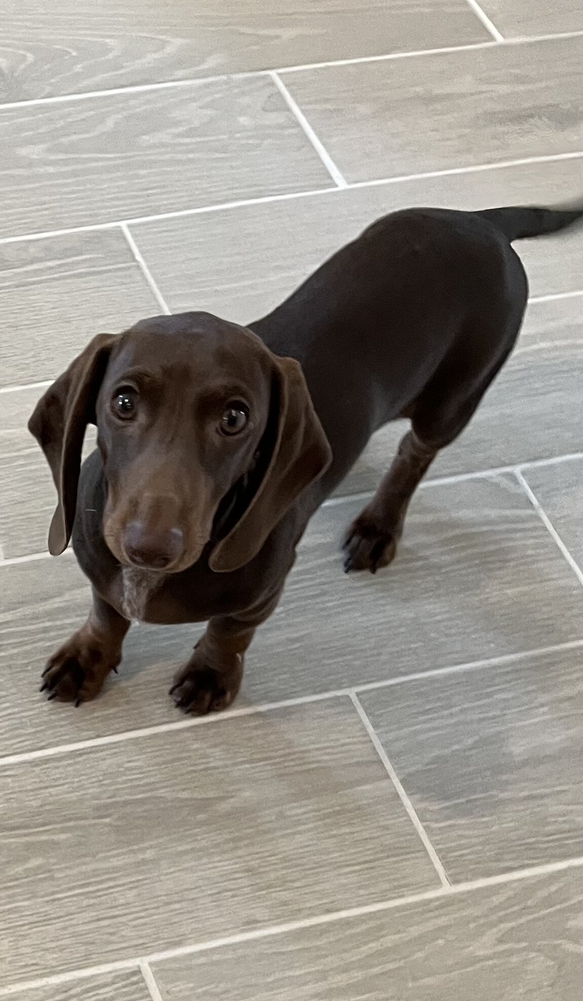 Chocolate Mini Dachshund image 6