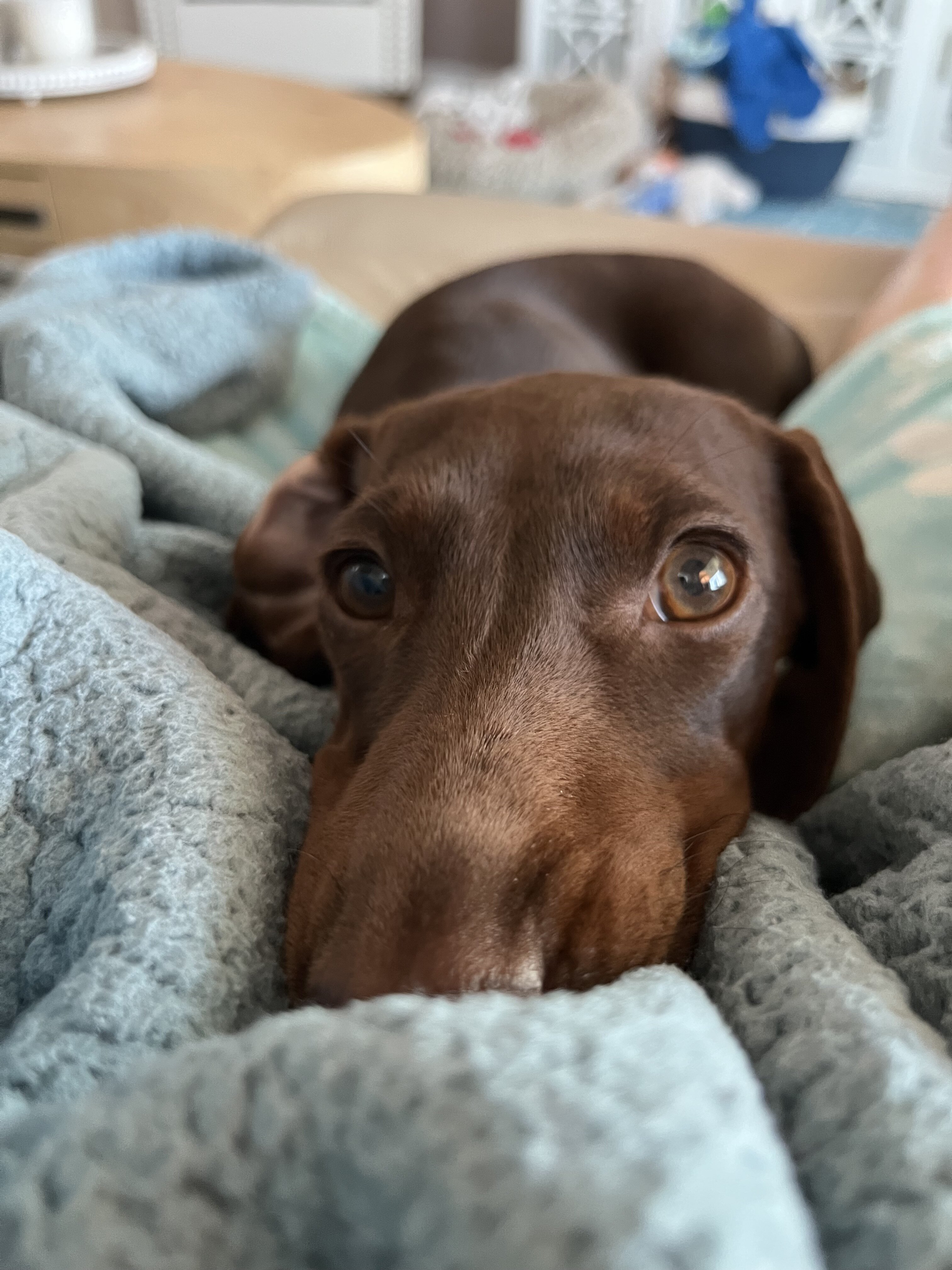 Chocolate Mini Dachshund image 4