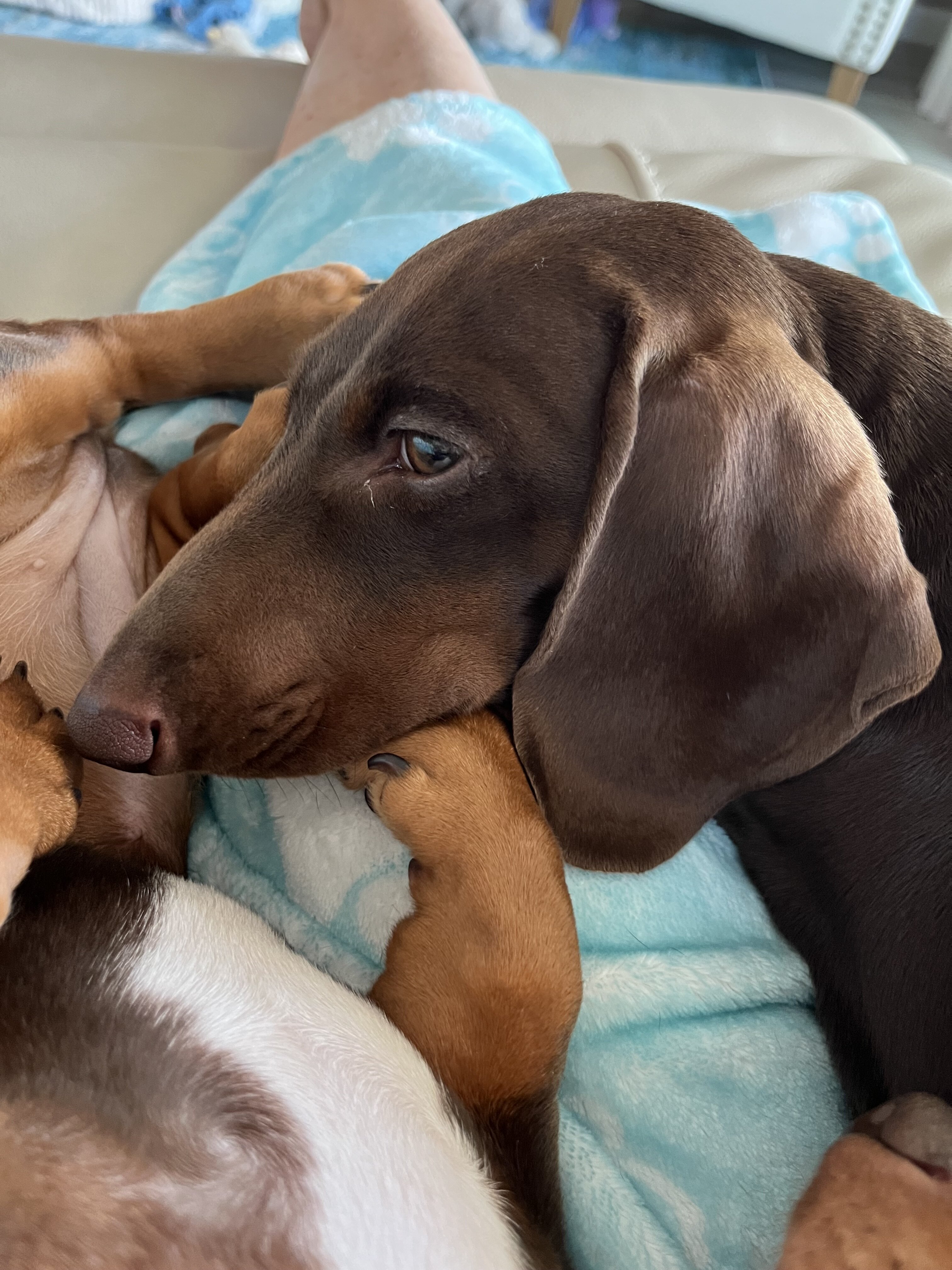 Chocolate Mini Dachshund image 5
