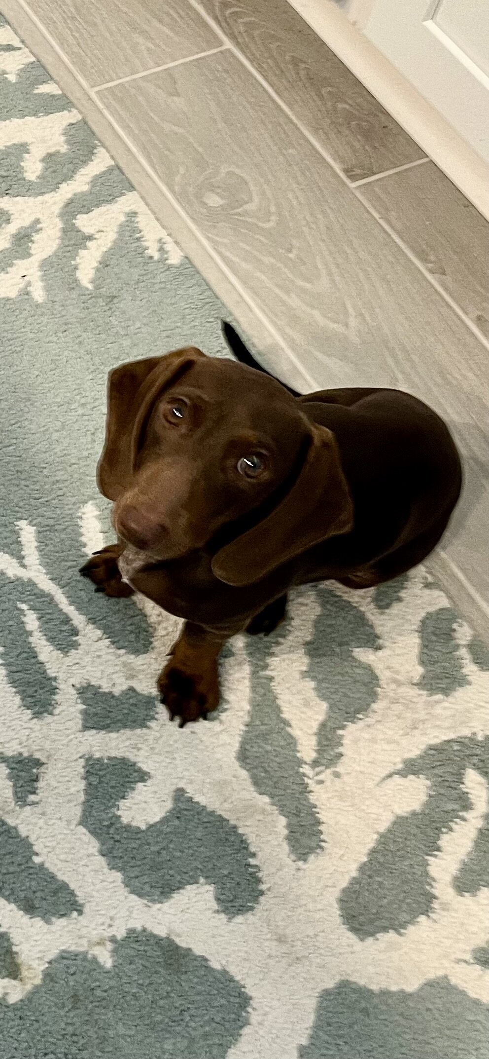 Chocolate Mini Dachshund image 3
