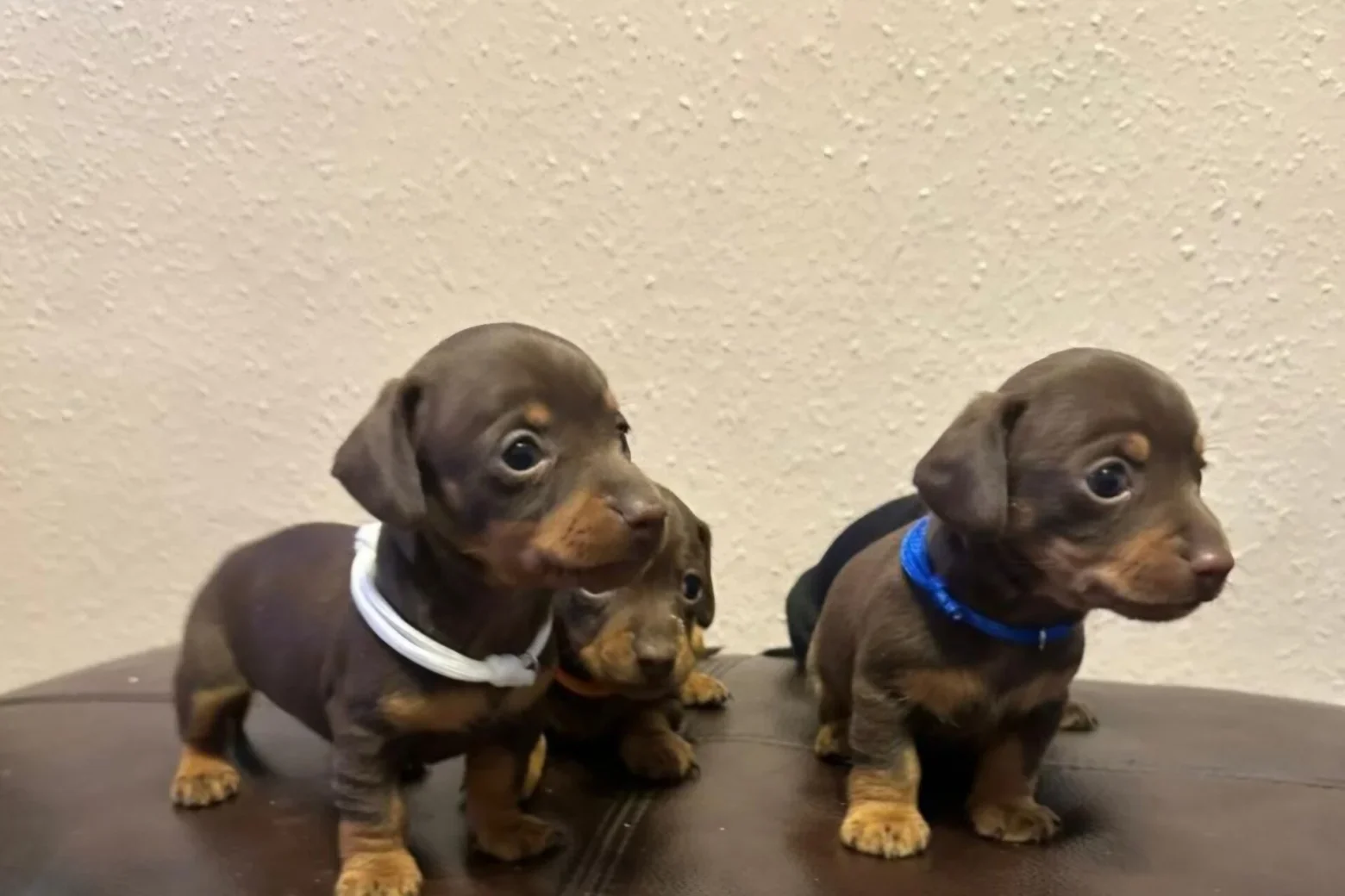 Beautiful dachshund puppies image 2