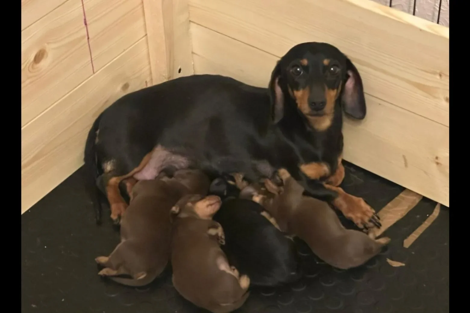 Beautiful dachshund puppies image 1