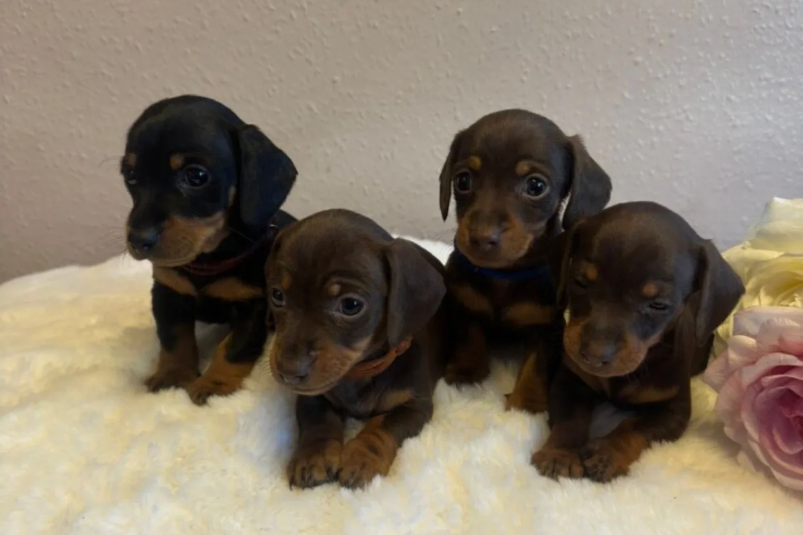 Beautiful dachshund puppies image 3