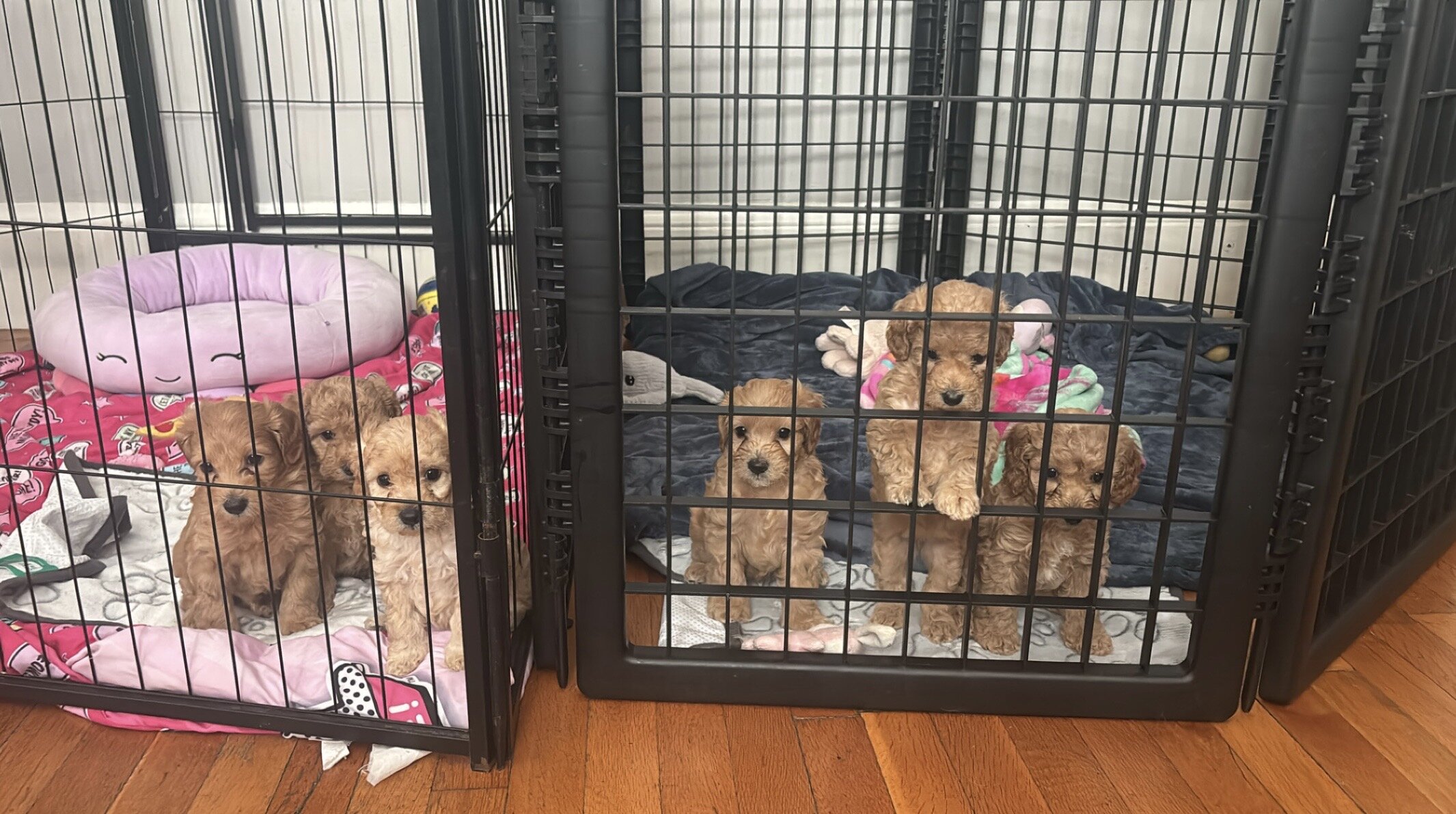 Cockapoo image 2
