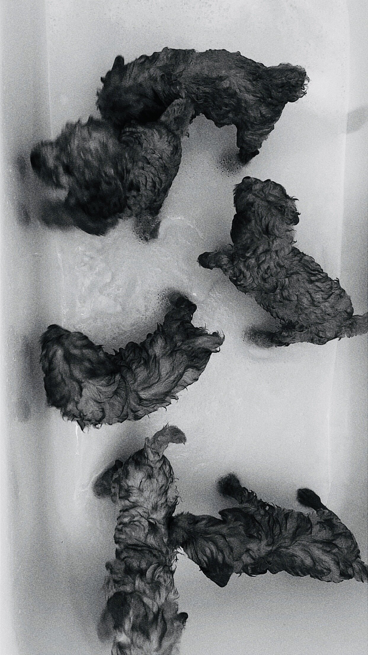 Cockapoo image 1