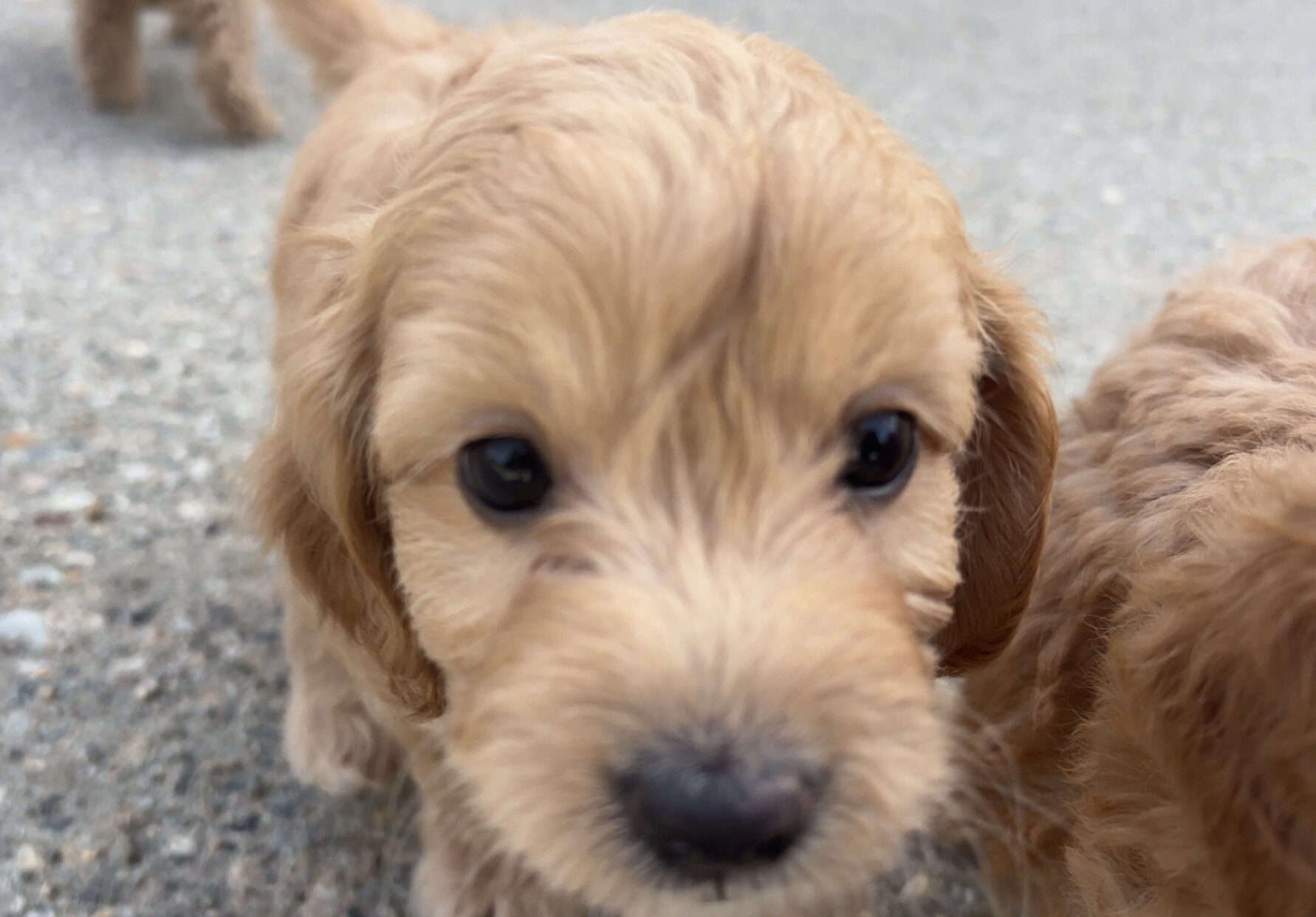 Cockapoo image 7