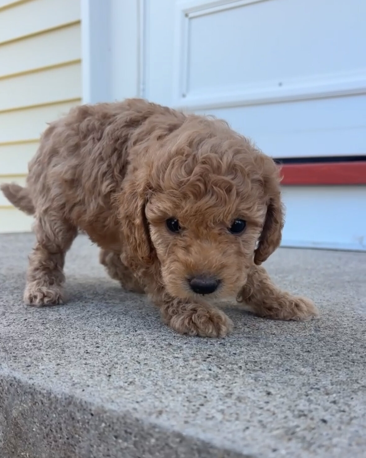 Cockapoo image 9