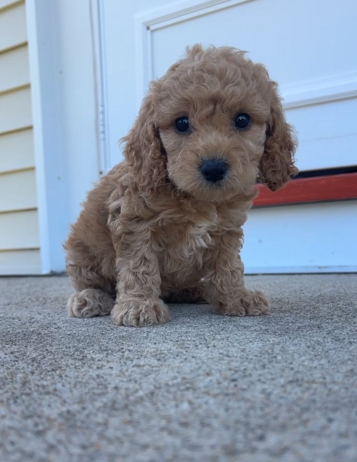 Cockapoo image 4