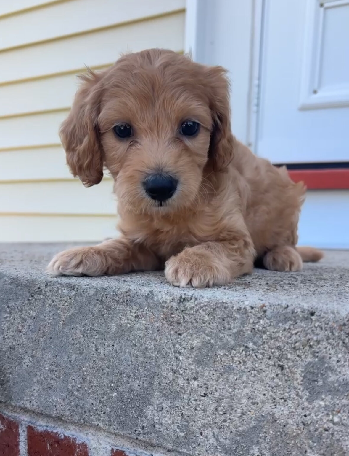 Cockapoo image 8