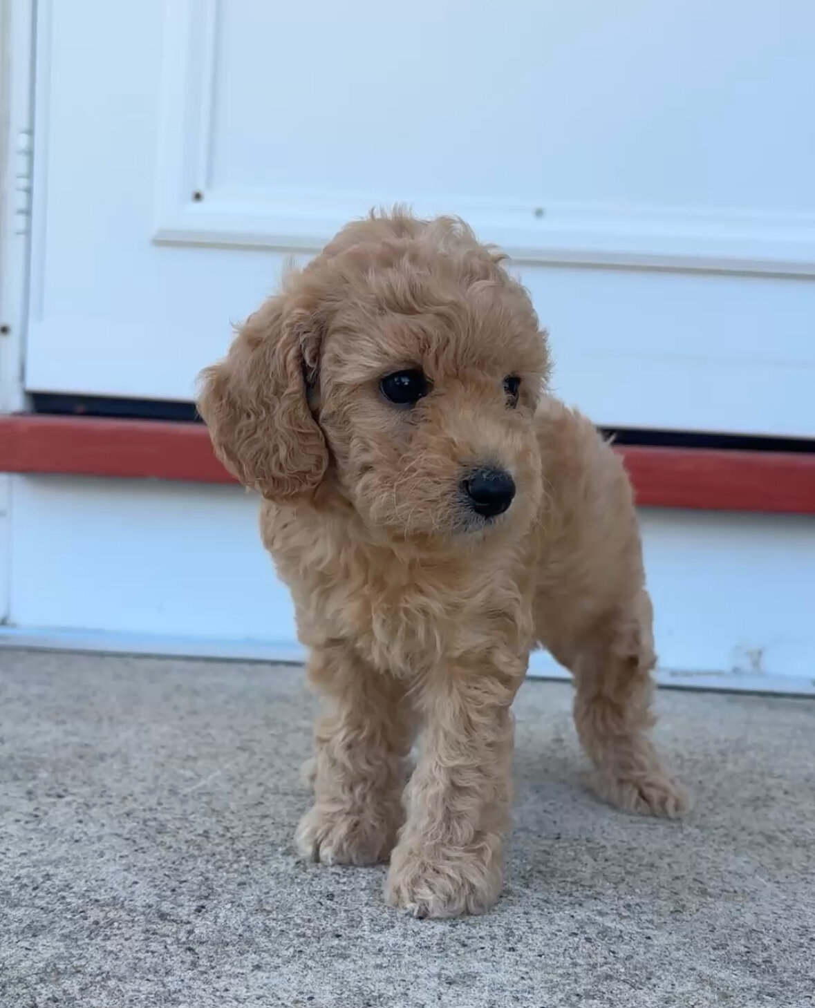 Cockapoo image 3