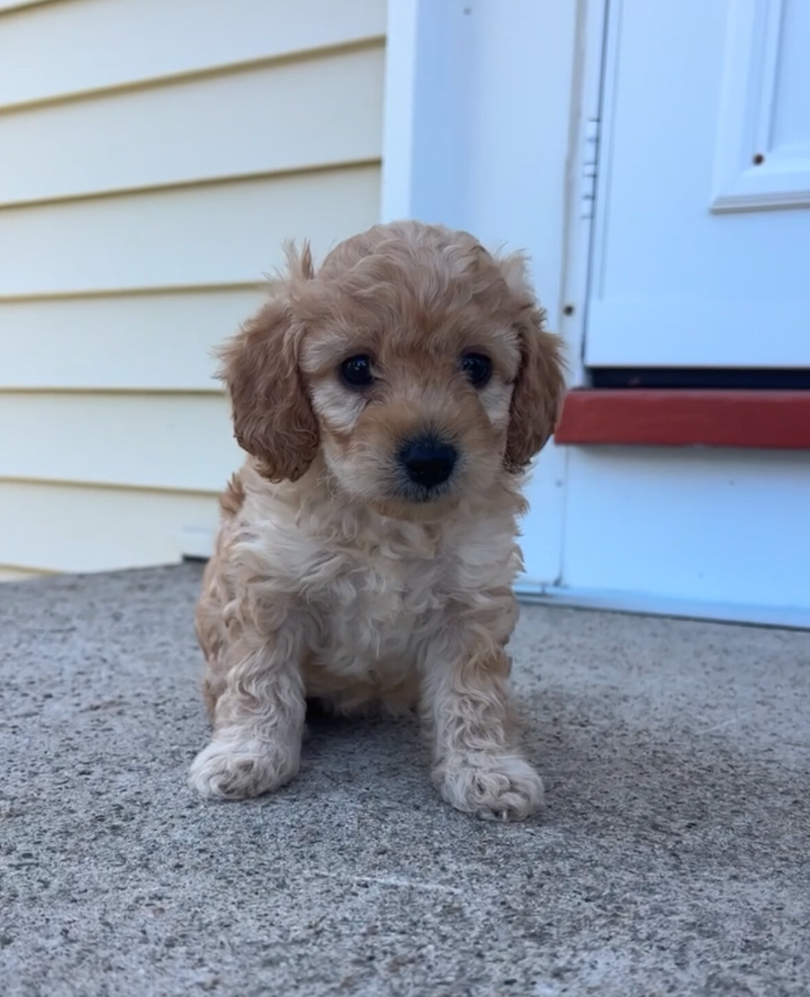 Cockapoo image 6
