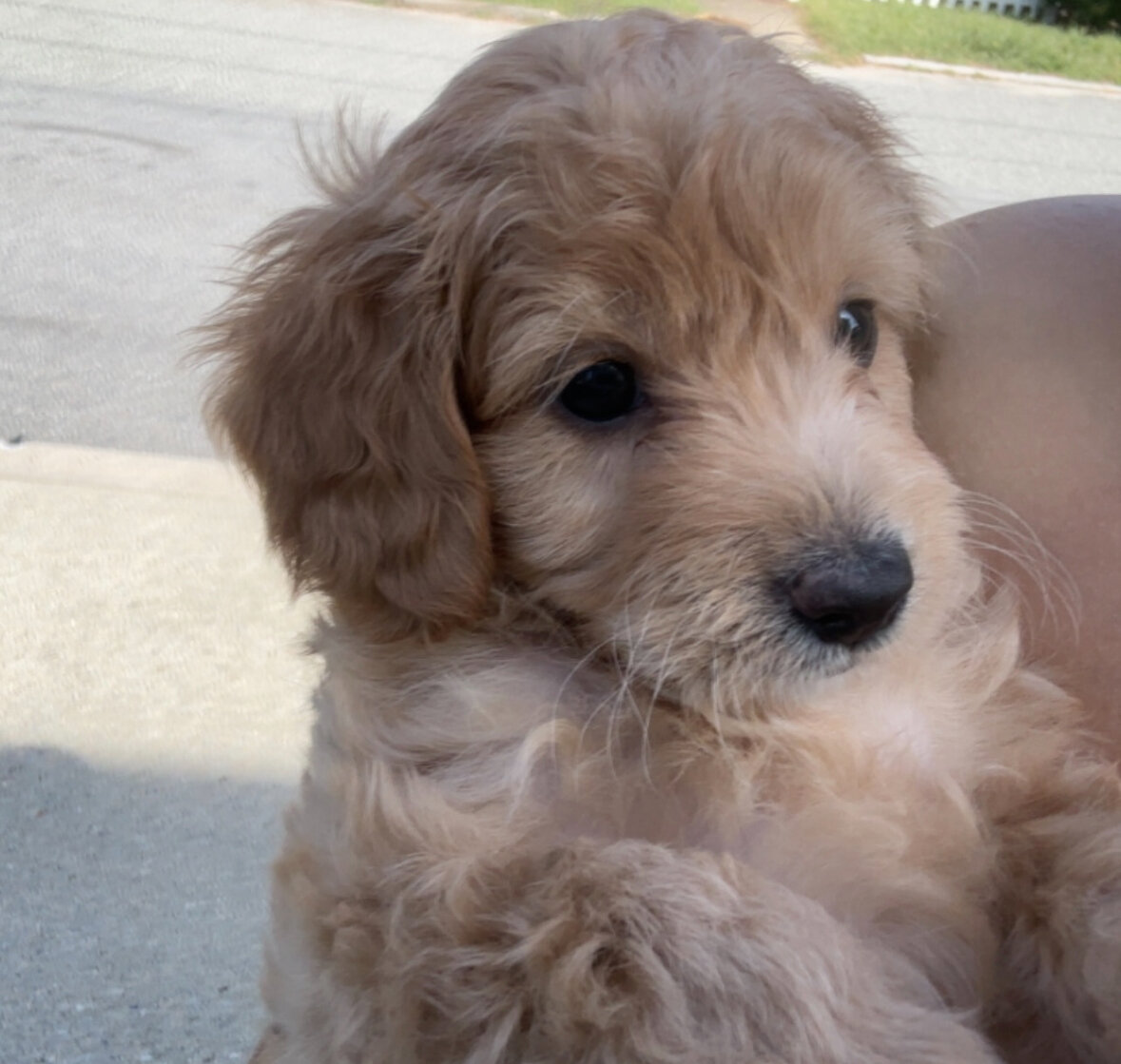 Cockapoo image 5