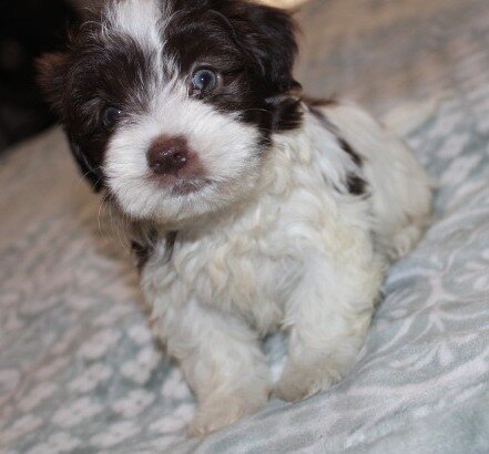 Purebred Havanese M image 1