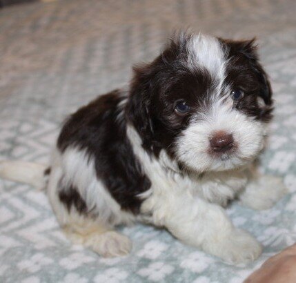Purebred Havanese M image 2