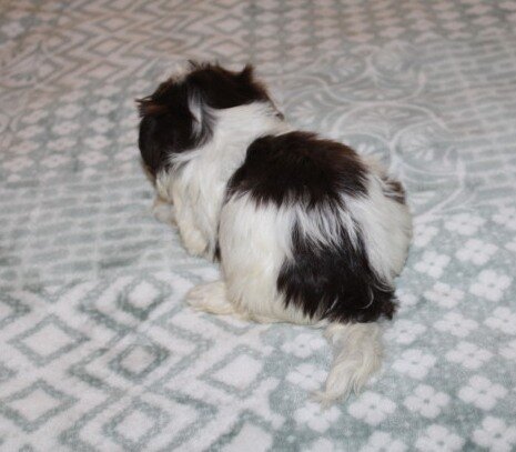Purebred Havanese M image 3