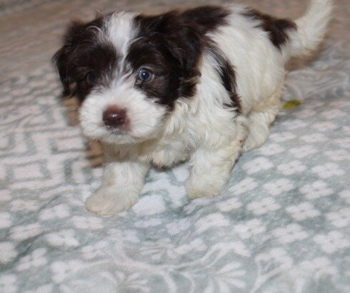Purebred Havanese M image 4